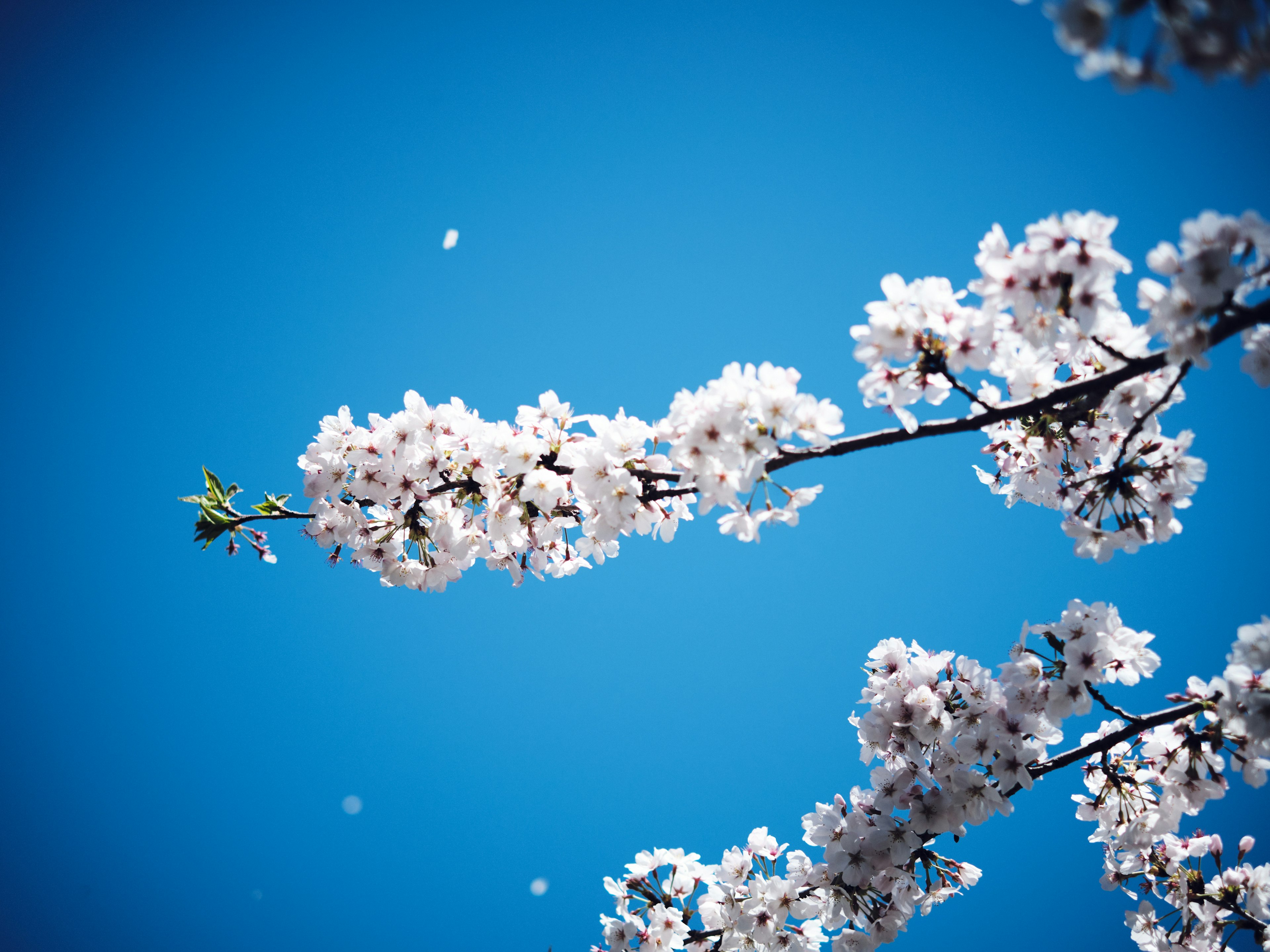 Kirschblüten blühen unter einem blauen Himmel mit schwebenden Blütenblättern