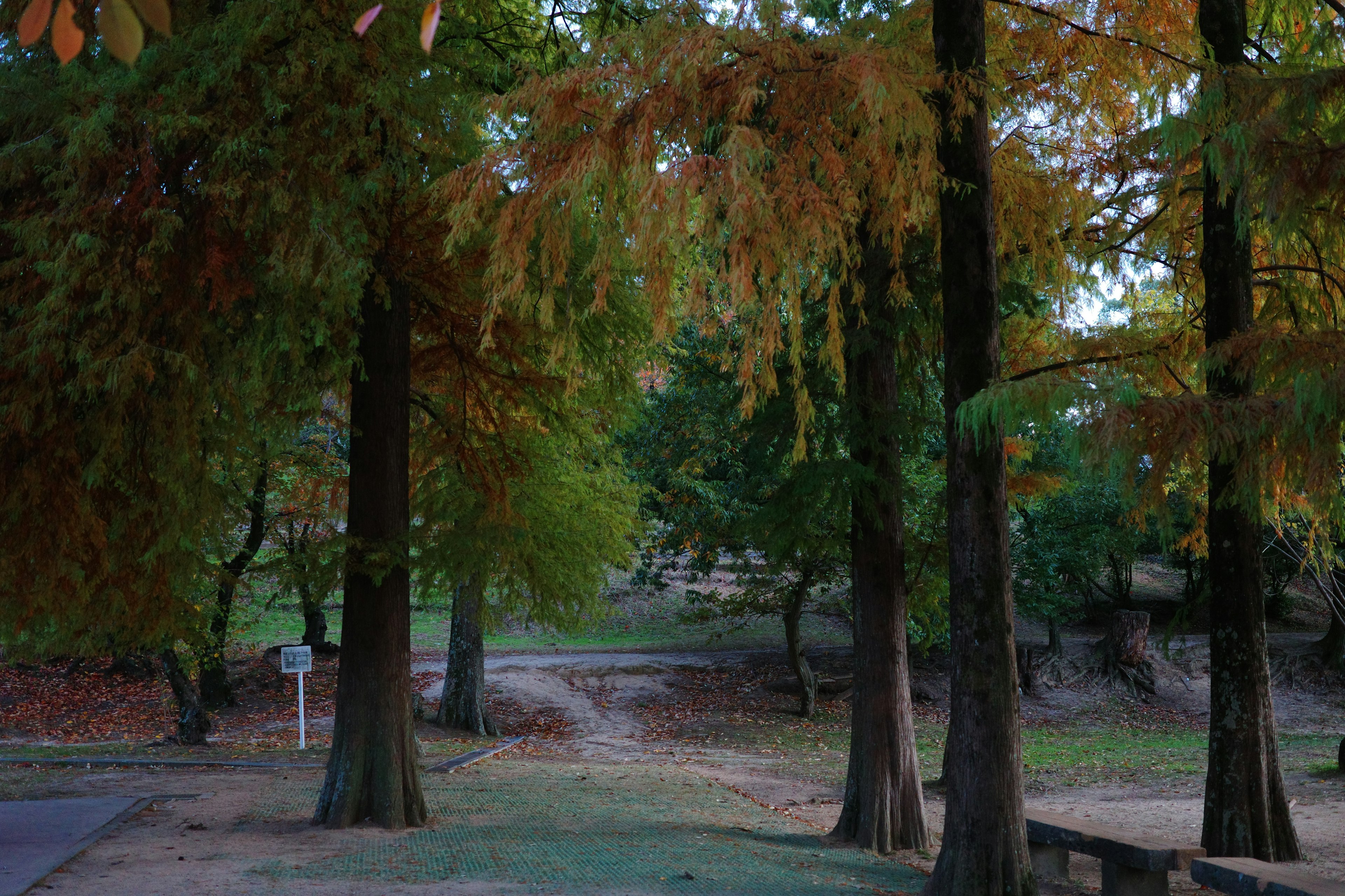 公園場景，樹木展示秋天的色彩