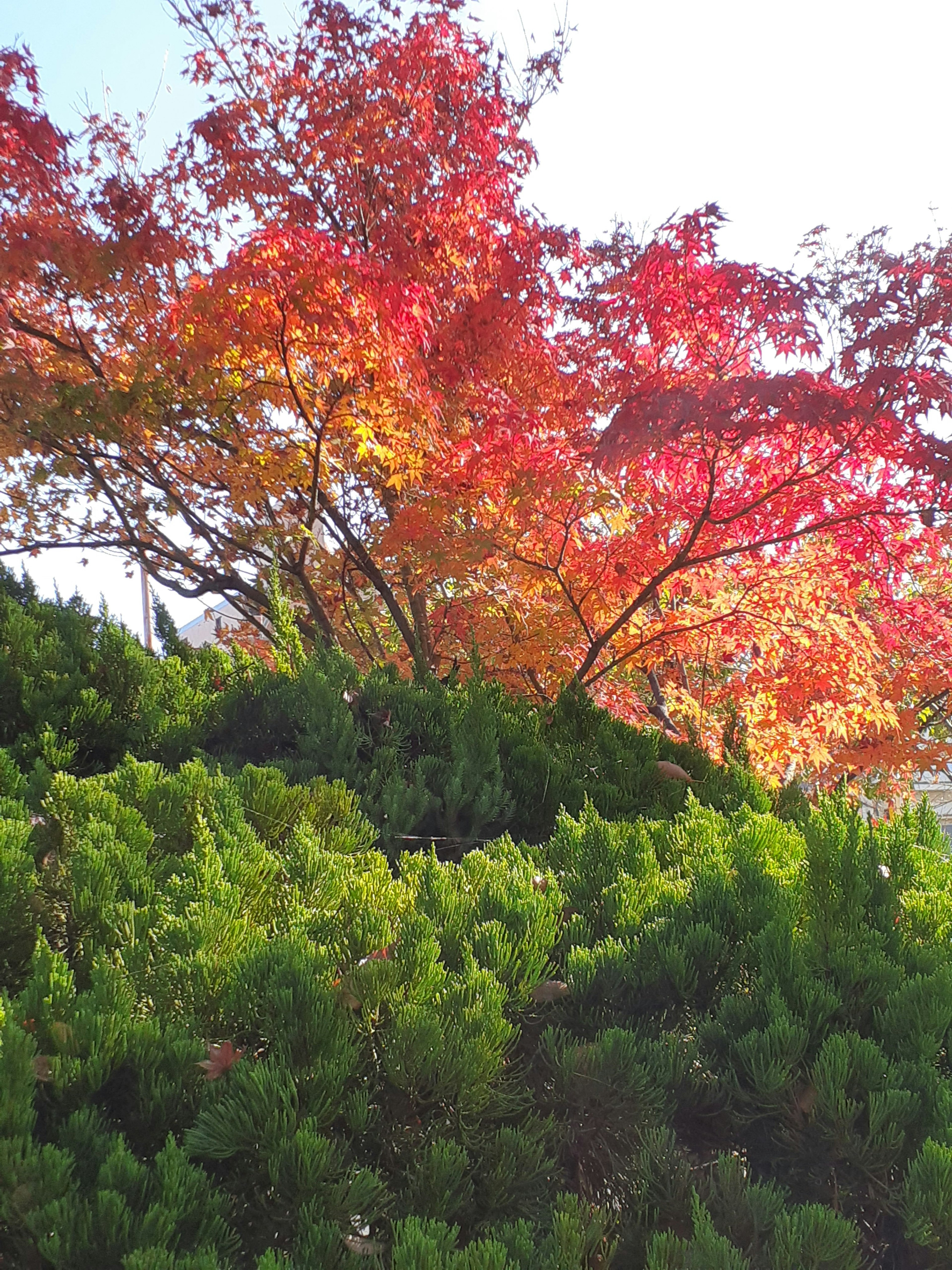 色鮮やかな紅葉の木と緑の低木の風景