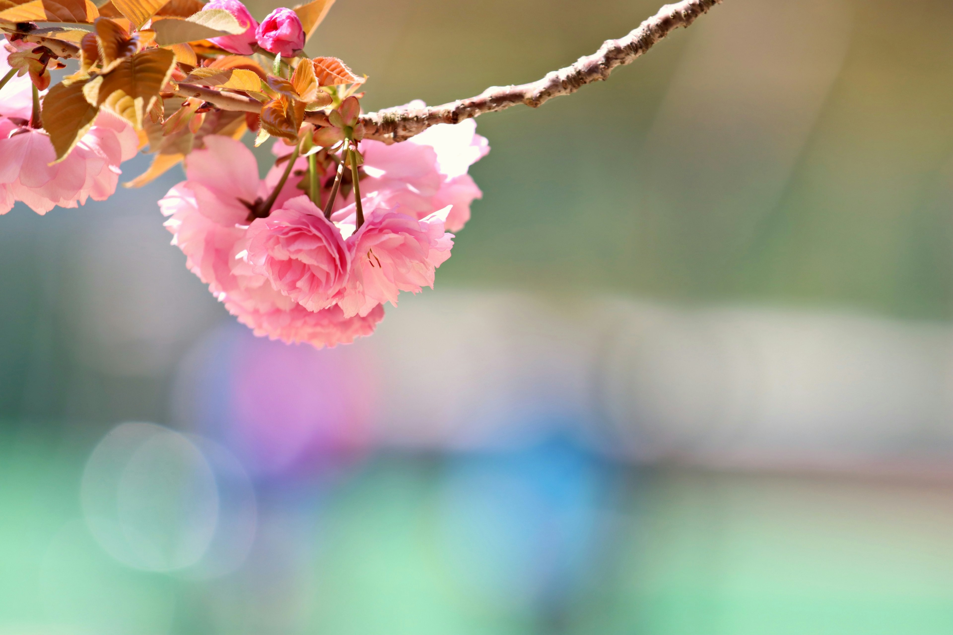 桜の花が咲いている枝のクローズアップ背景はぼやけた色合い