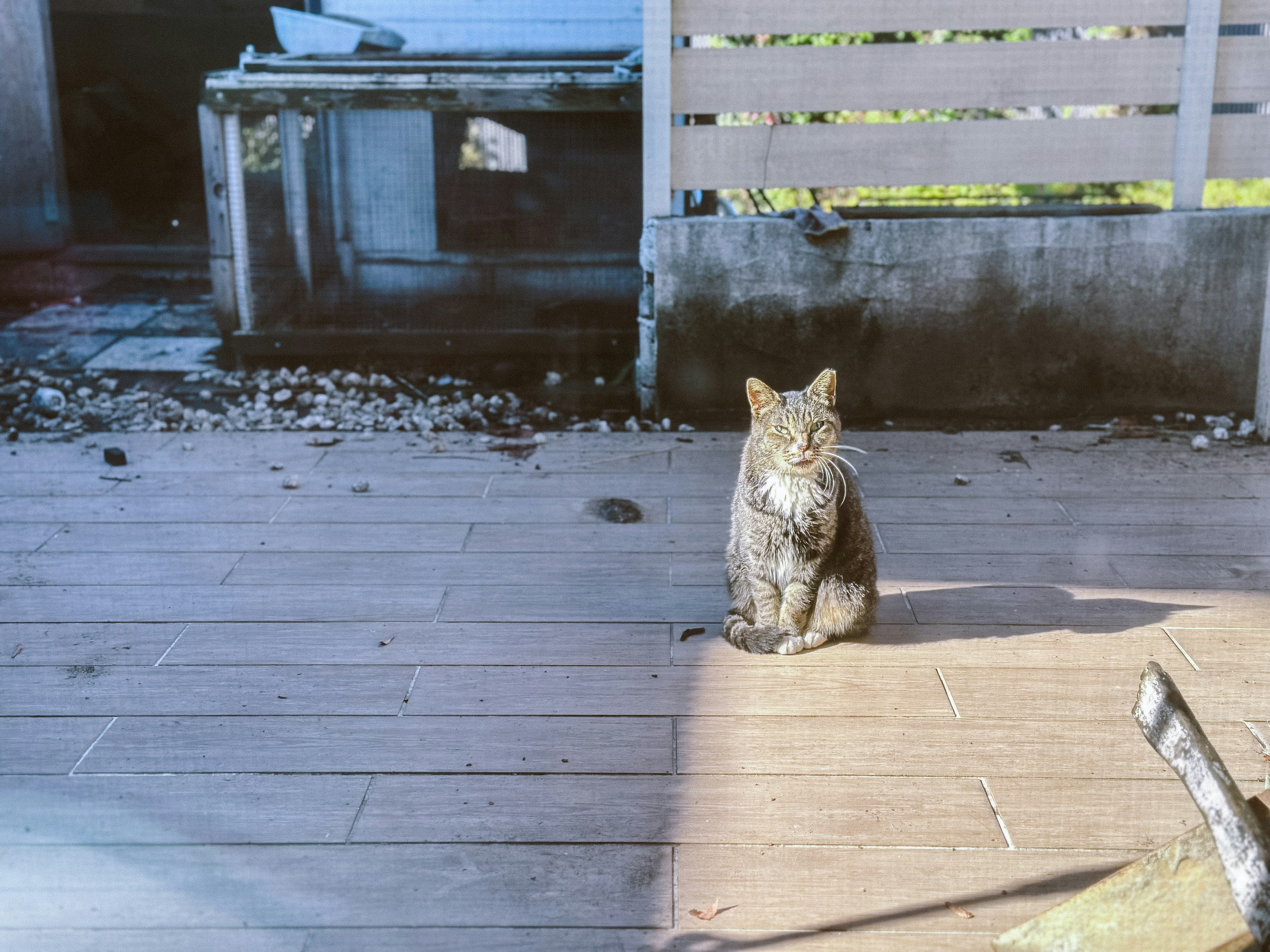 A cat sitting on a wooden deck basking in sunlight