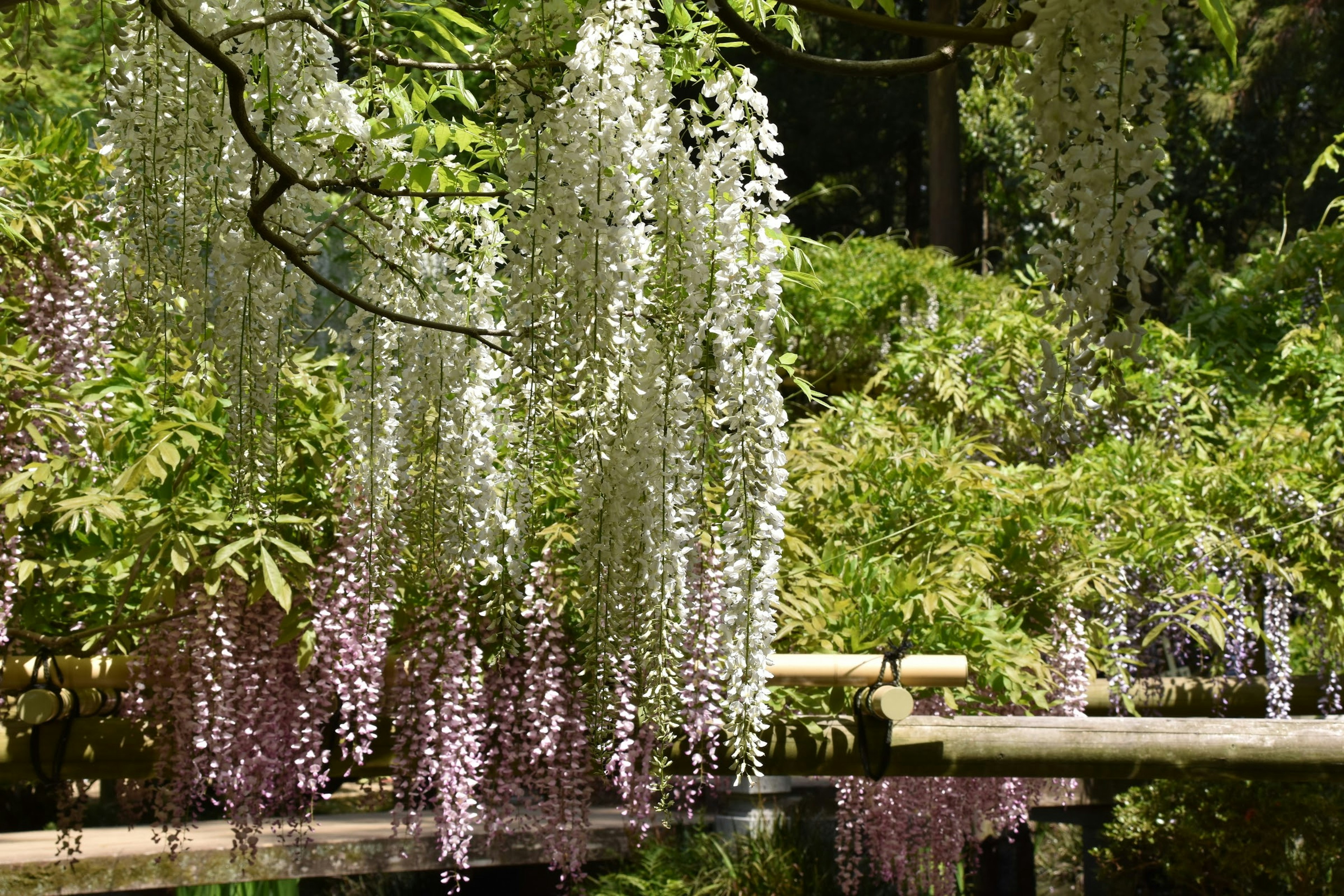 美しい藤の花が垂れ下がっている緑豊かな庭園の風景