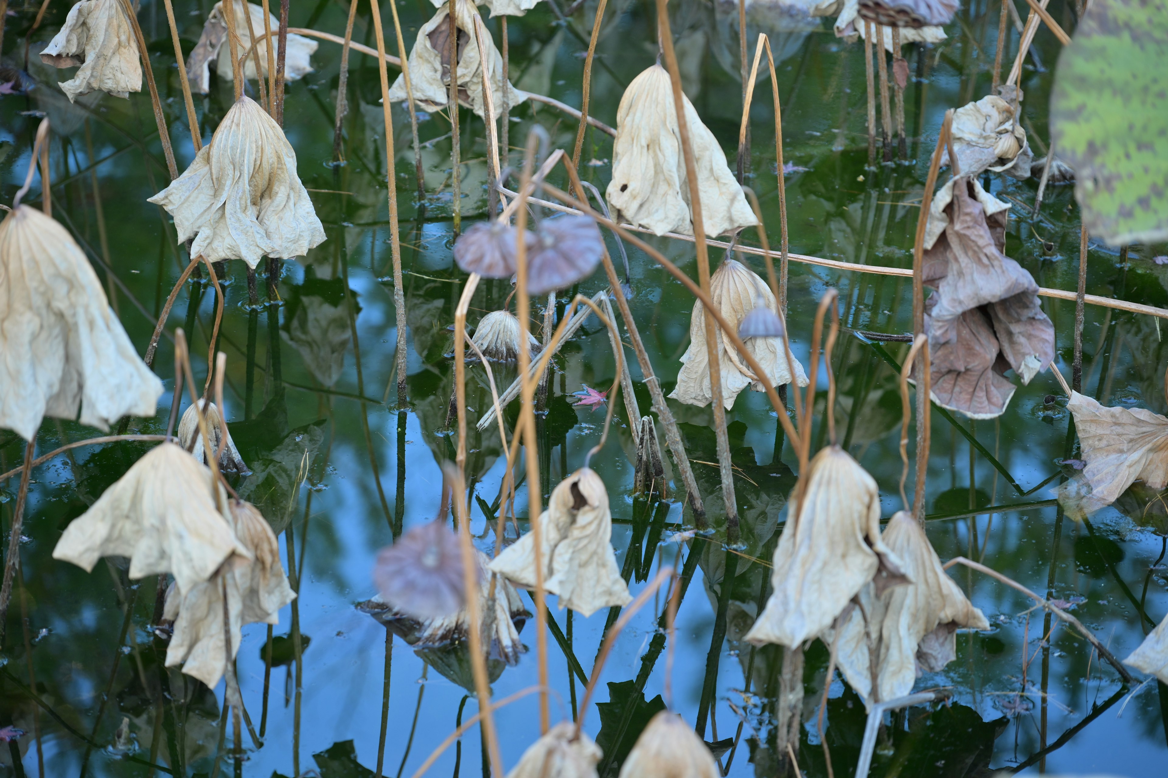 Dried lotus flowers and stems reflected on the water surface