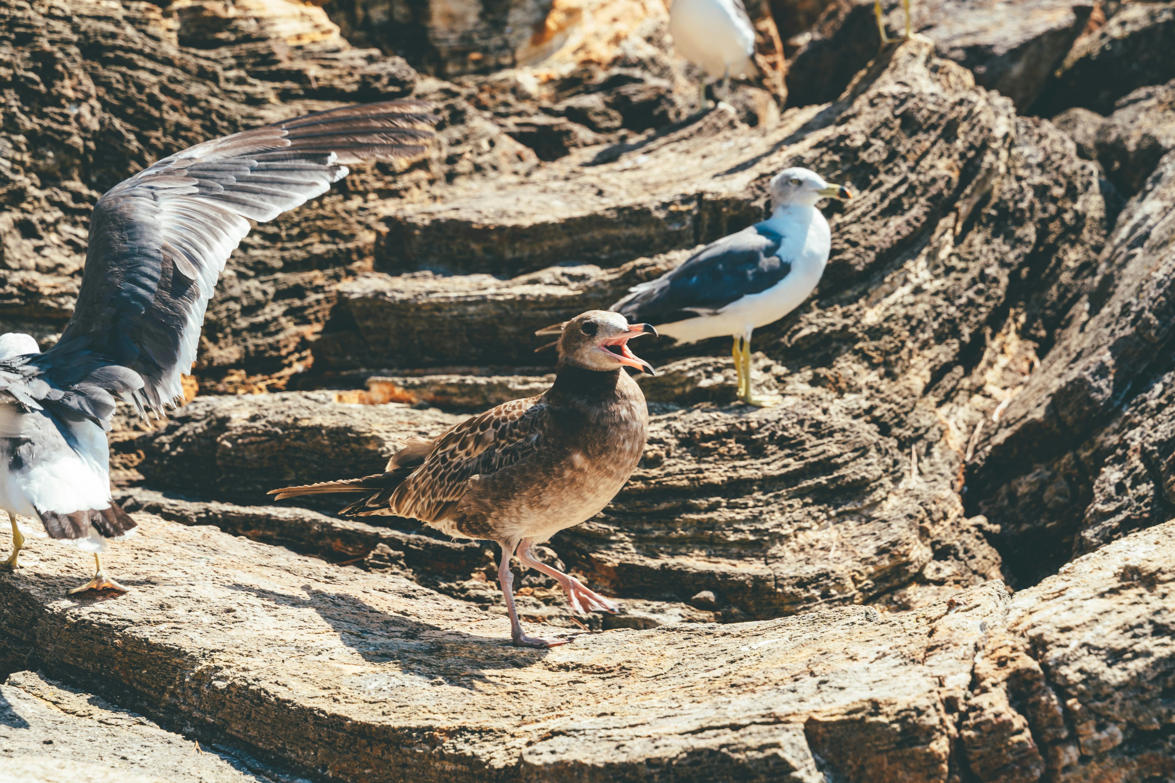 岩石上的一群鳥一隻鳥張開了嘴