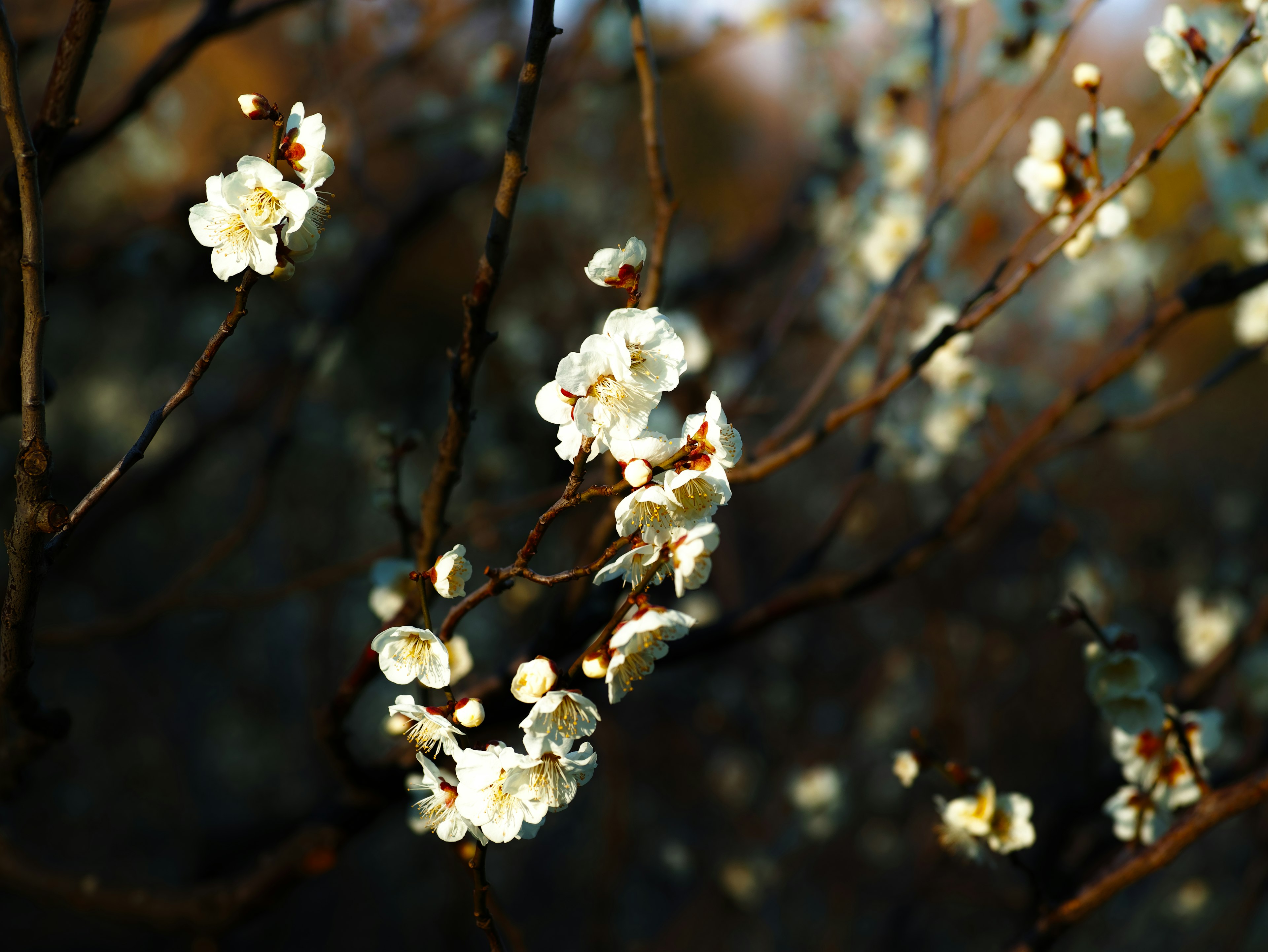 ภาพถ่ายระยะใกล้ของกิ่งก้านที่มีดอกไม้สีขาวบาน