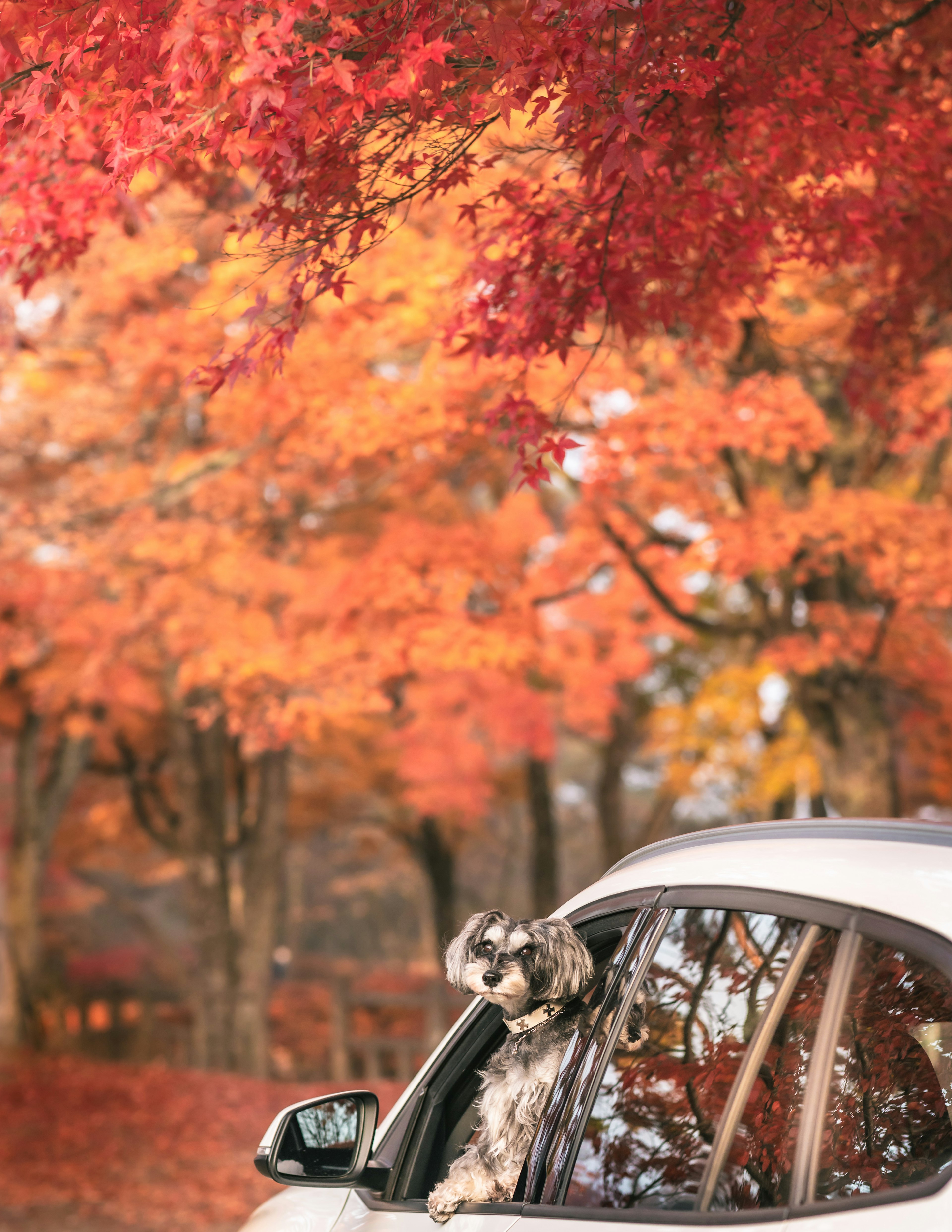 Chien regardant par la fenêtre d'une voiture entouré de feuillage d'automne