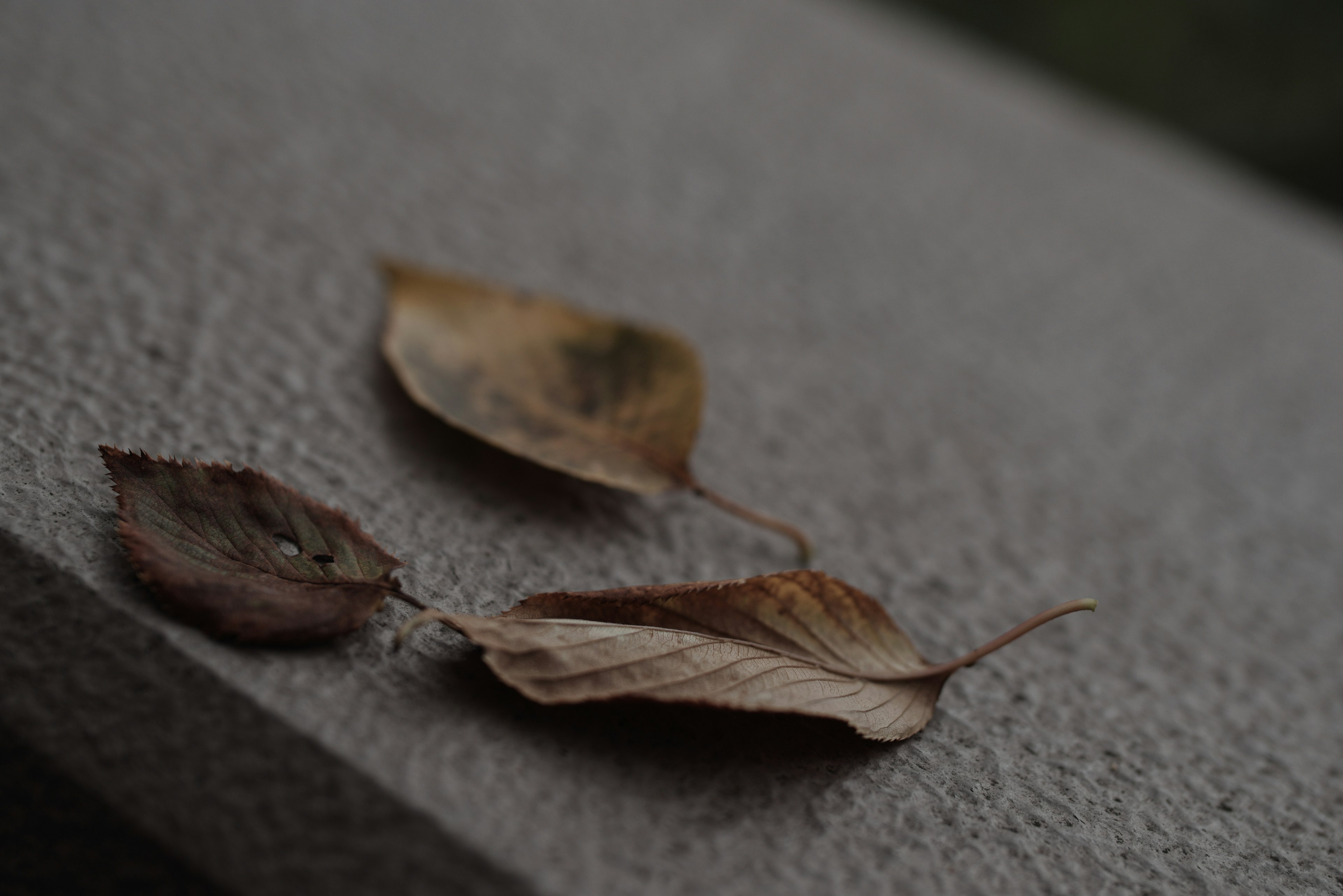 Dried leaves resting on a gray surface