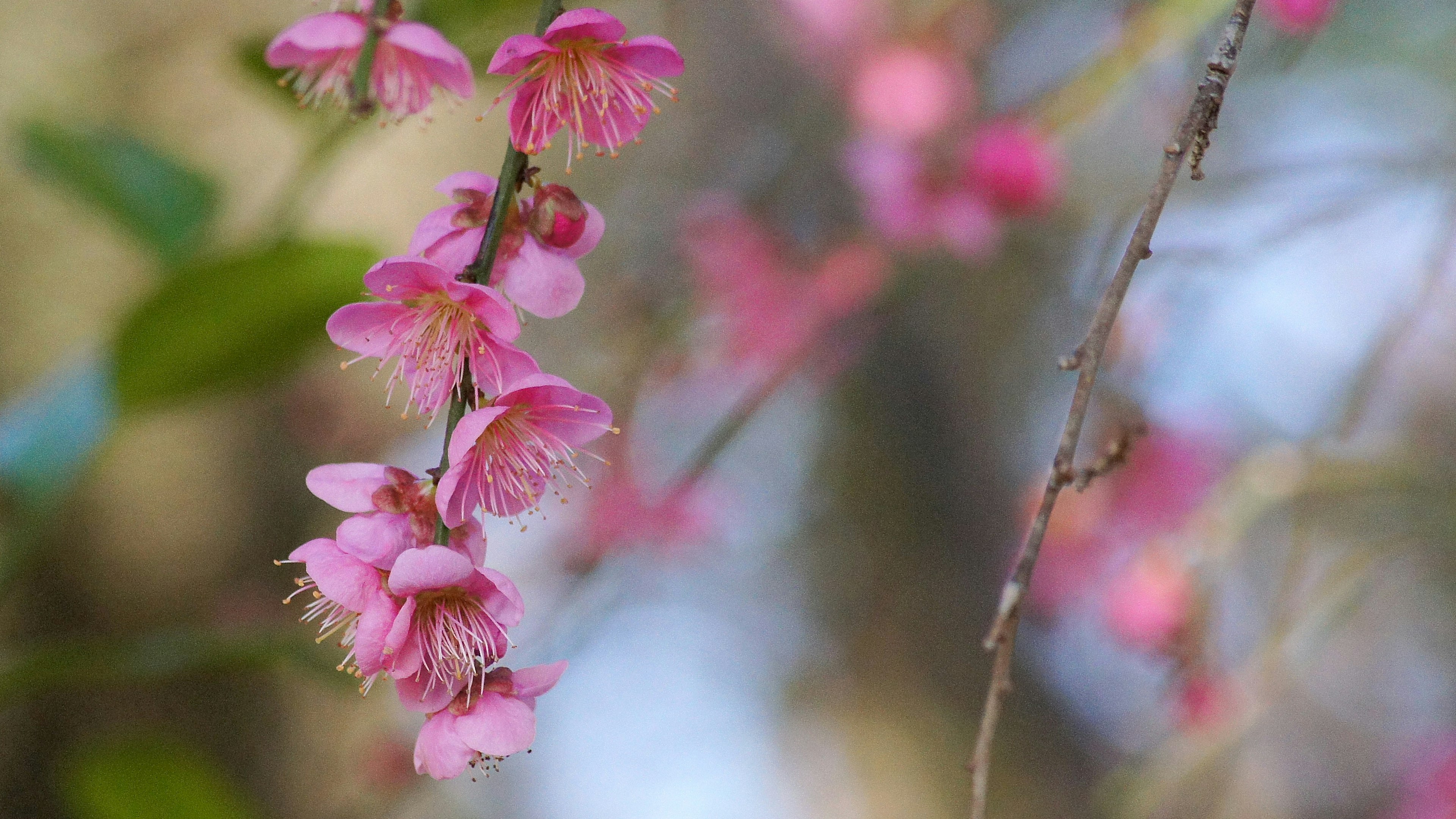 Close-up of branches with delicate pink flowers