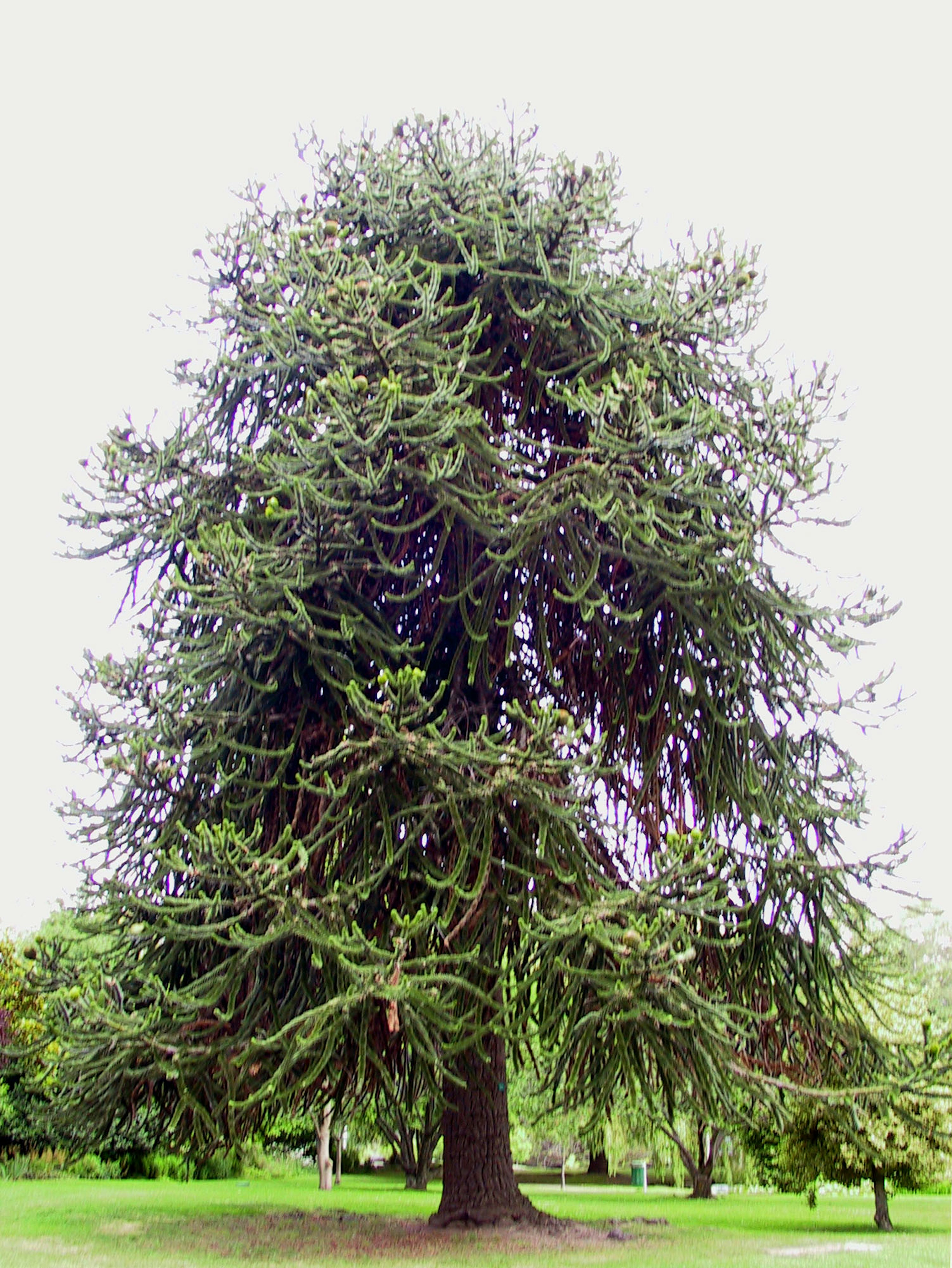 Un albero di monkey pod distintivo che si erge su un prato verde