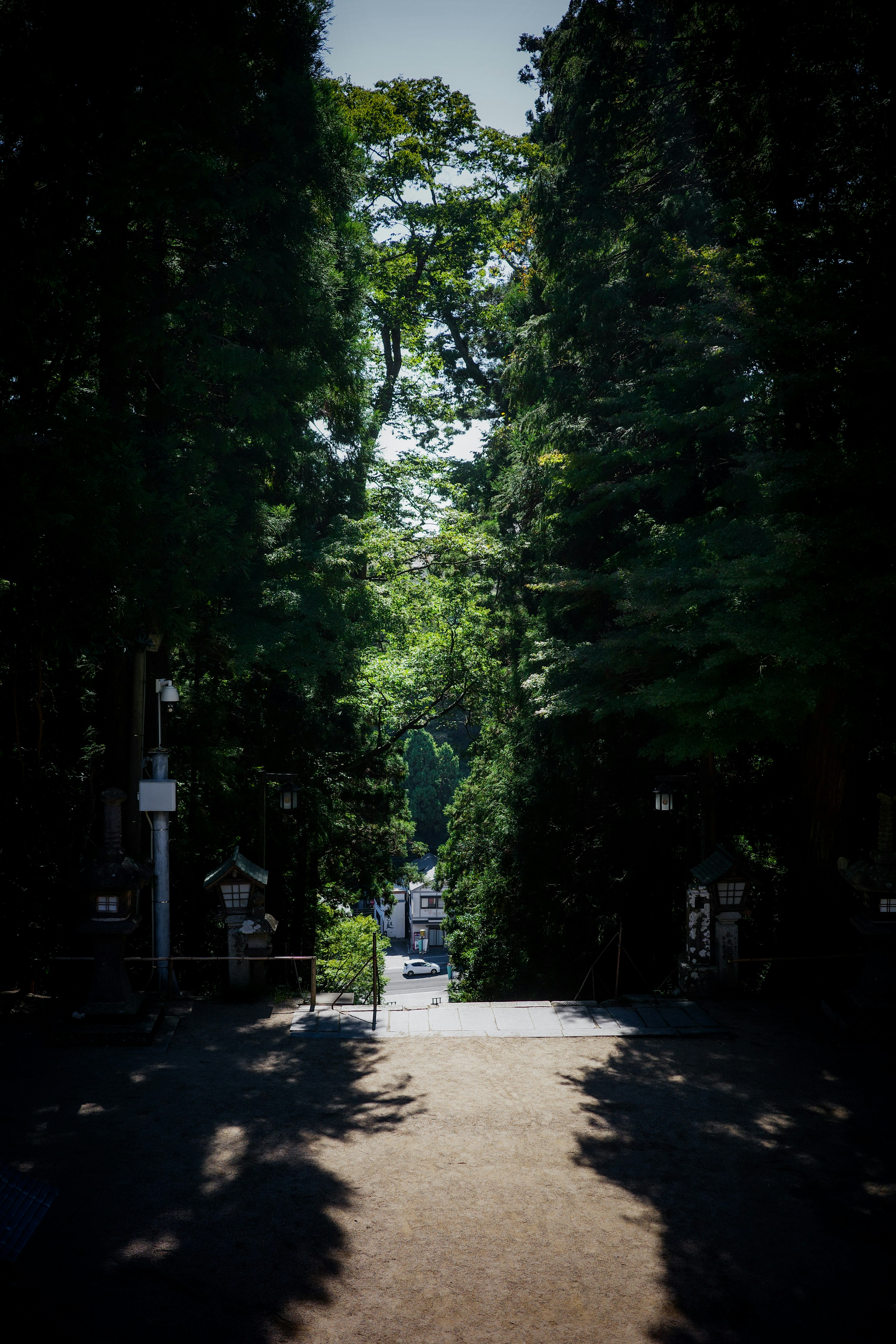 Un sentiero circondato da alberi verdi lussureggianti che si estende in lontananza