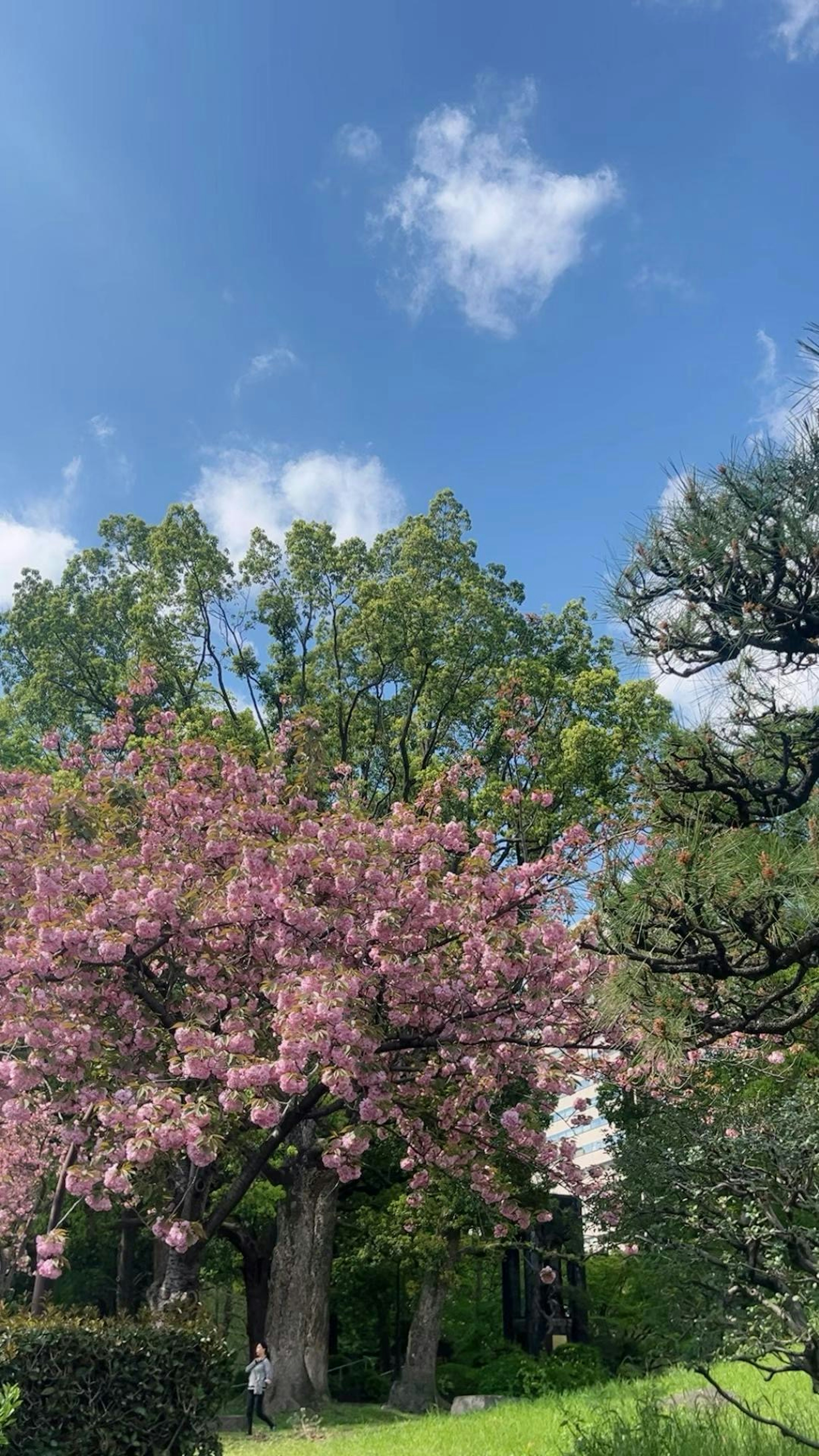 Pohon sakura berbunga merah muda di bawah langit biru dengan dedaunan hijau