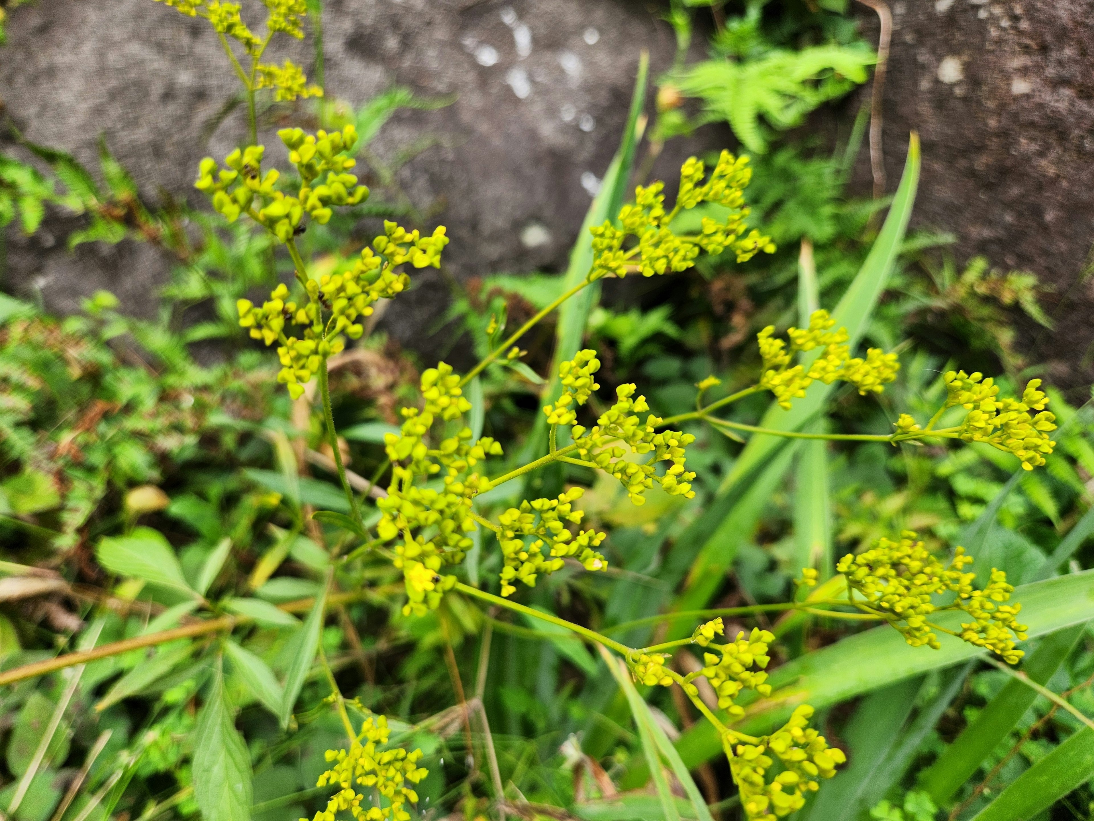 Pianta con foglie verdi e piccoli fiori gialli che cresce vicino a una roccia