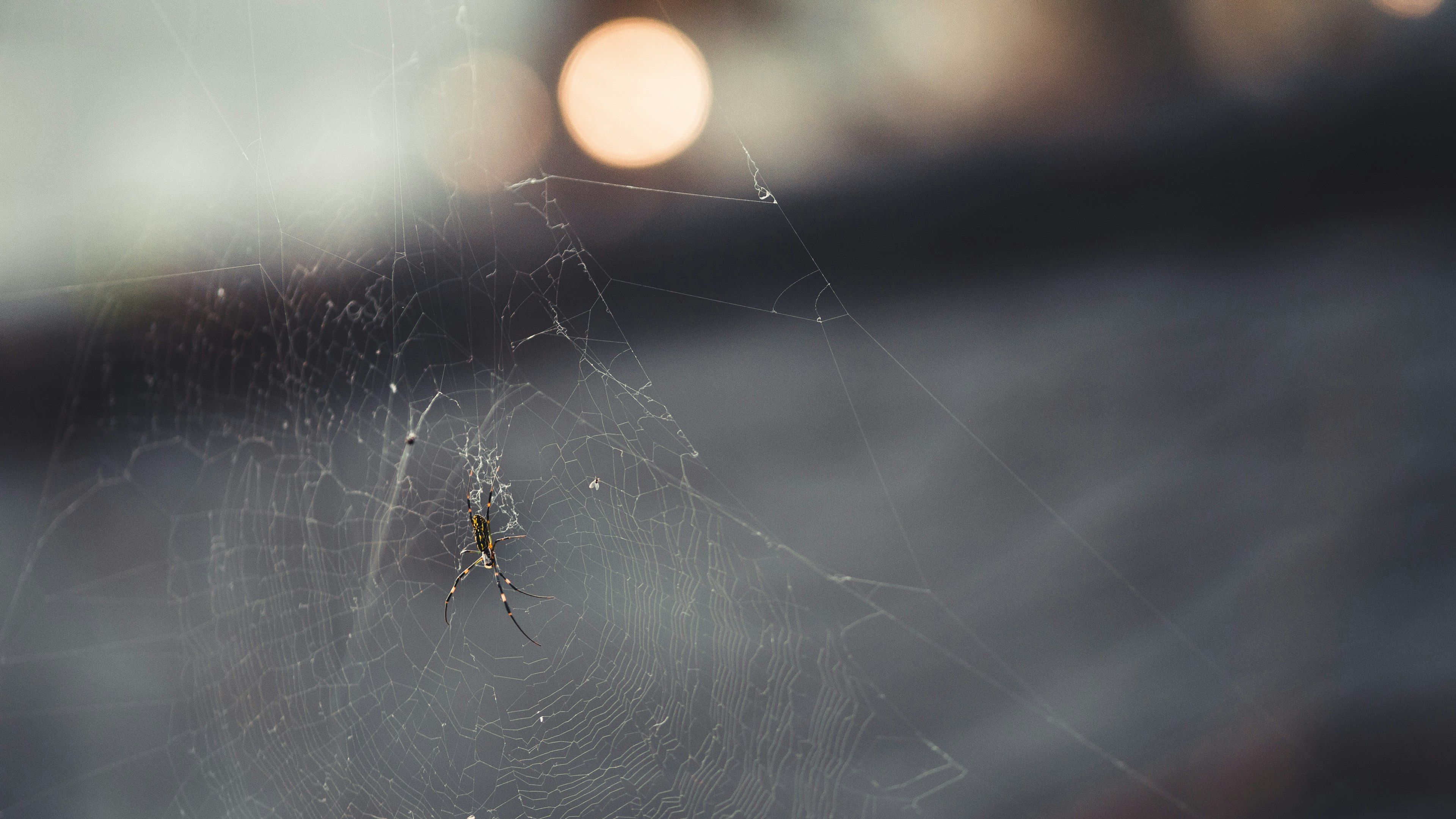 Una delicada telaraña sobre un fondo borroso con puntos de luz suave