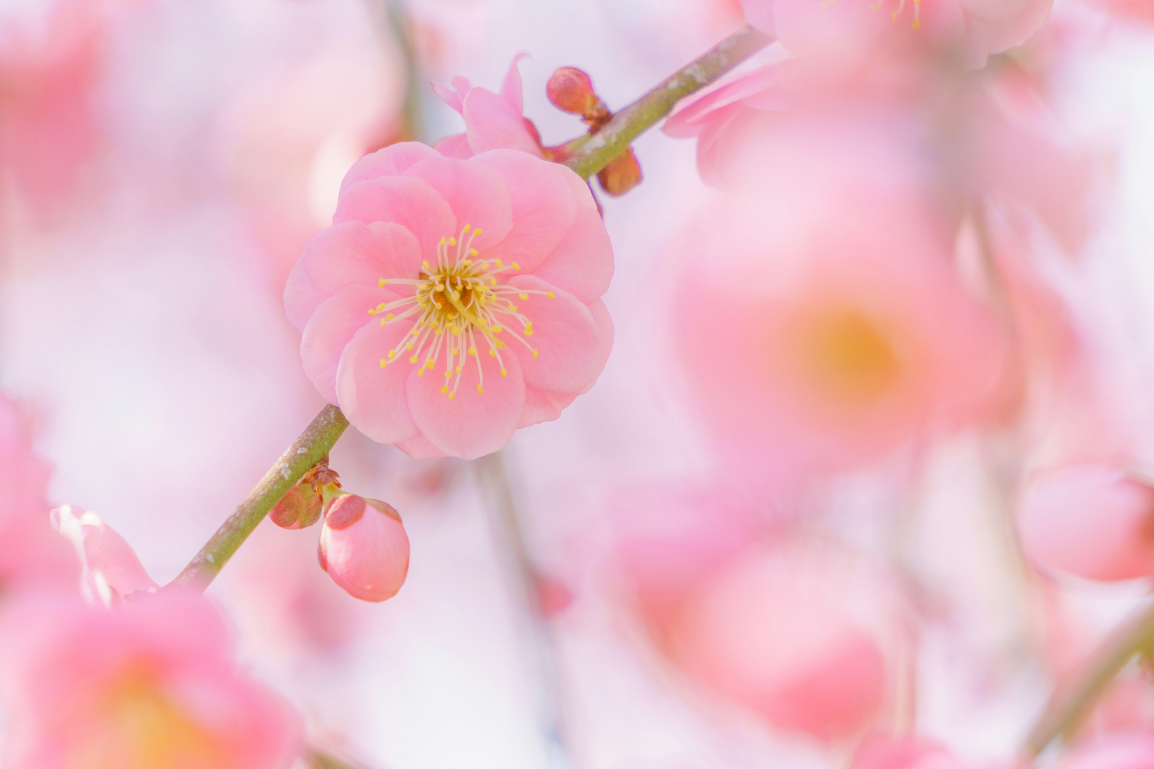 Close-up bunga pink pucat yang mekar di cabang