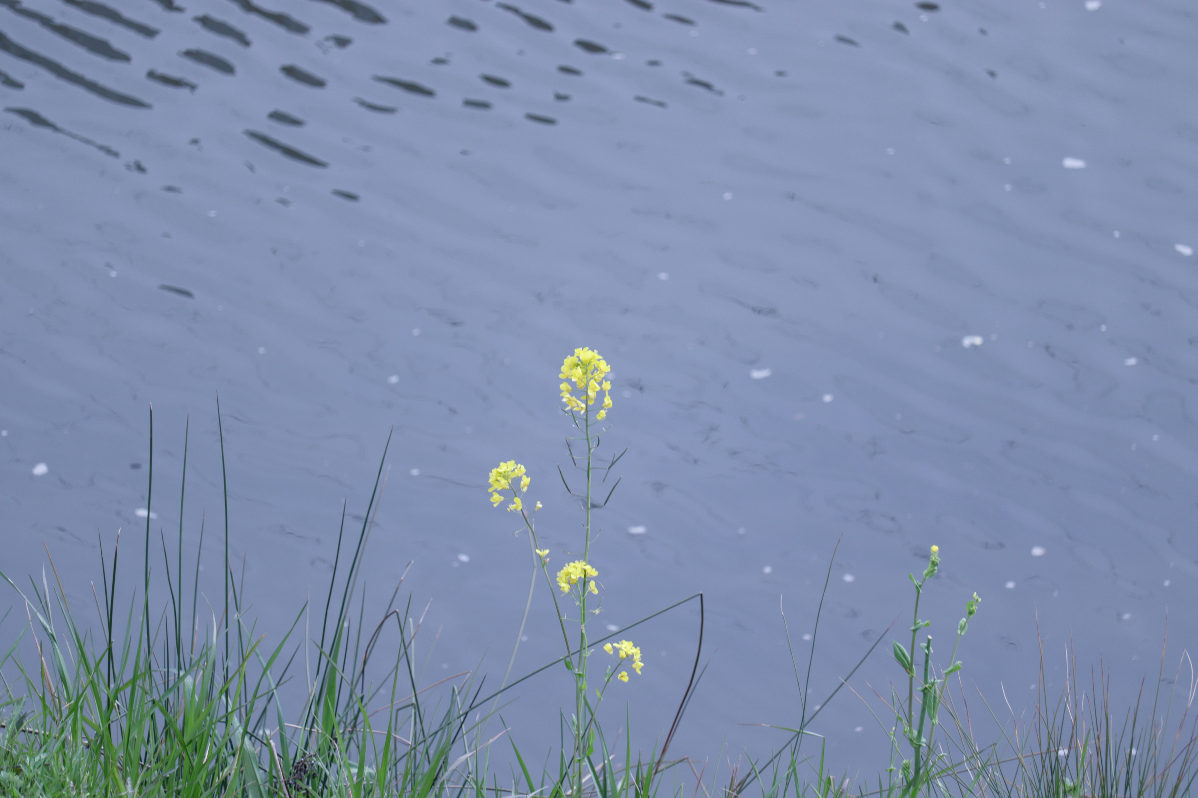 Fleurs jaunes au bord d'une surface d'eau bleue calme