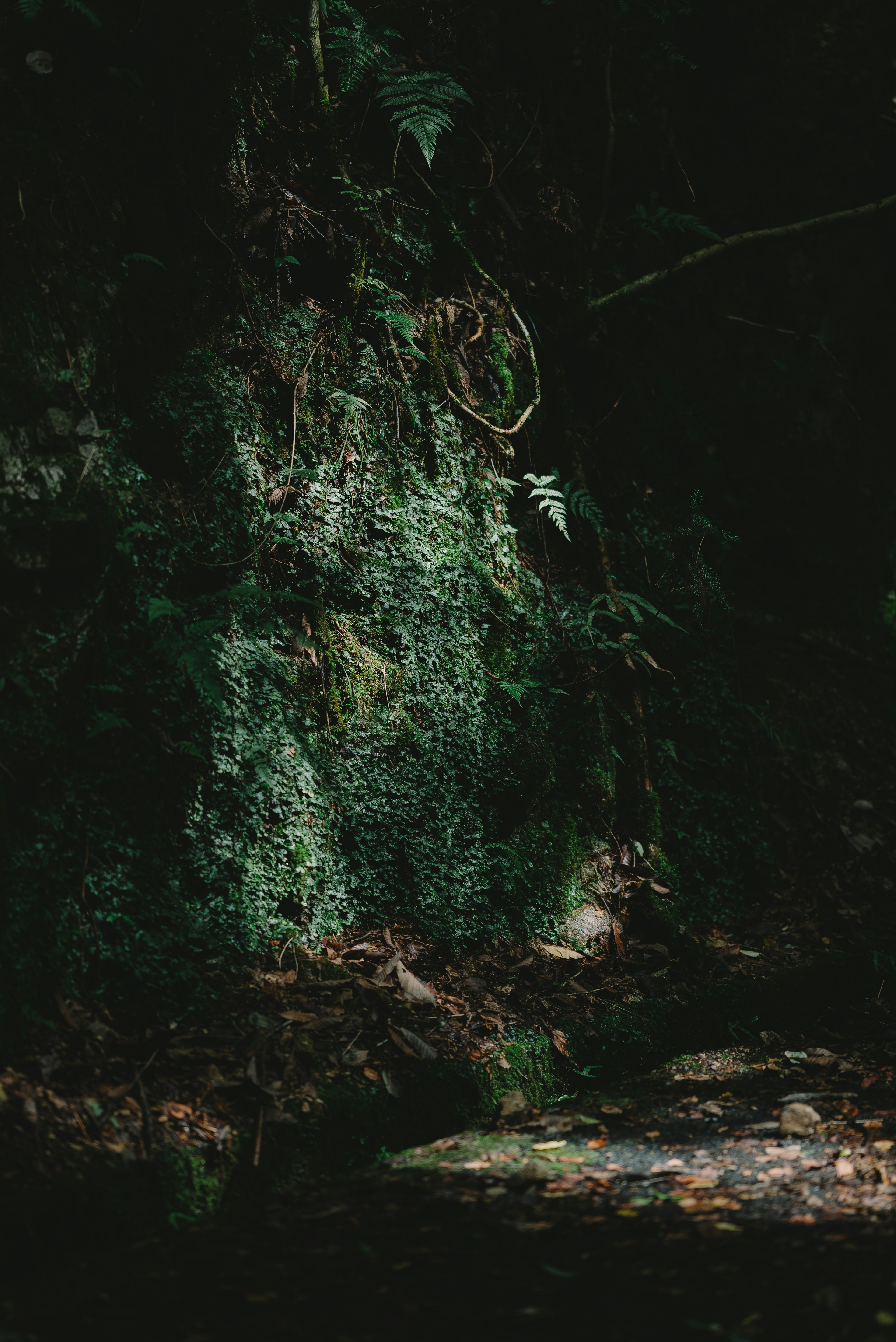 Roca cubierta de musgo iluminada por una luz suave en un bosque oscuro