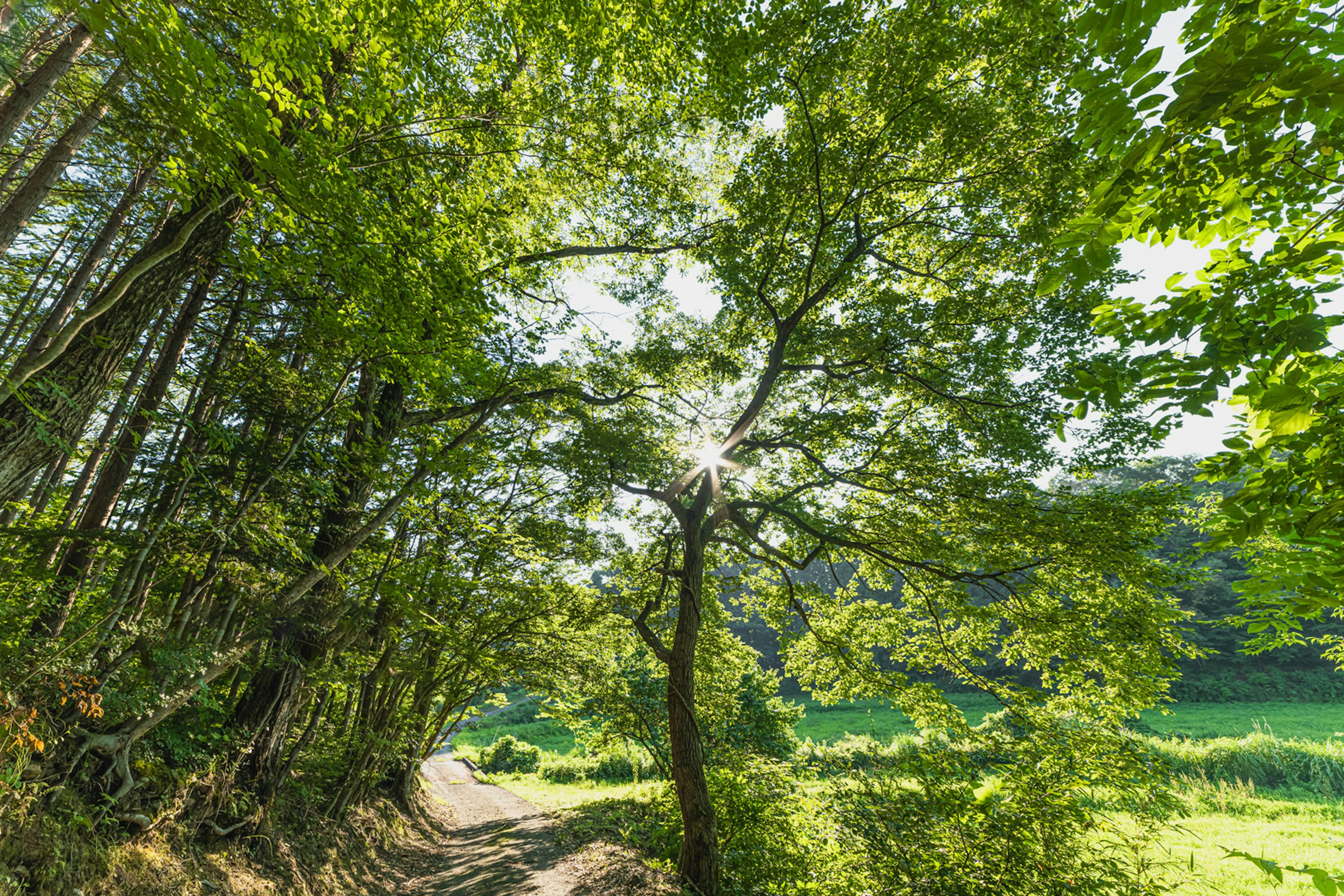 Beau paysage avec la lumière du soleil filtrant à travers des arbres verts luxuriants