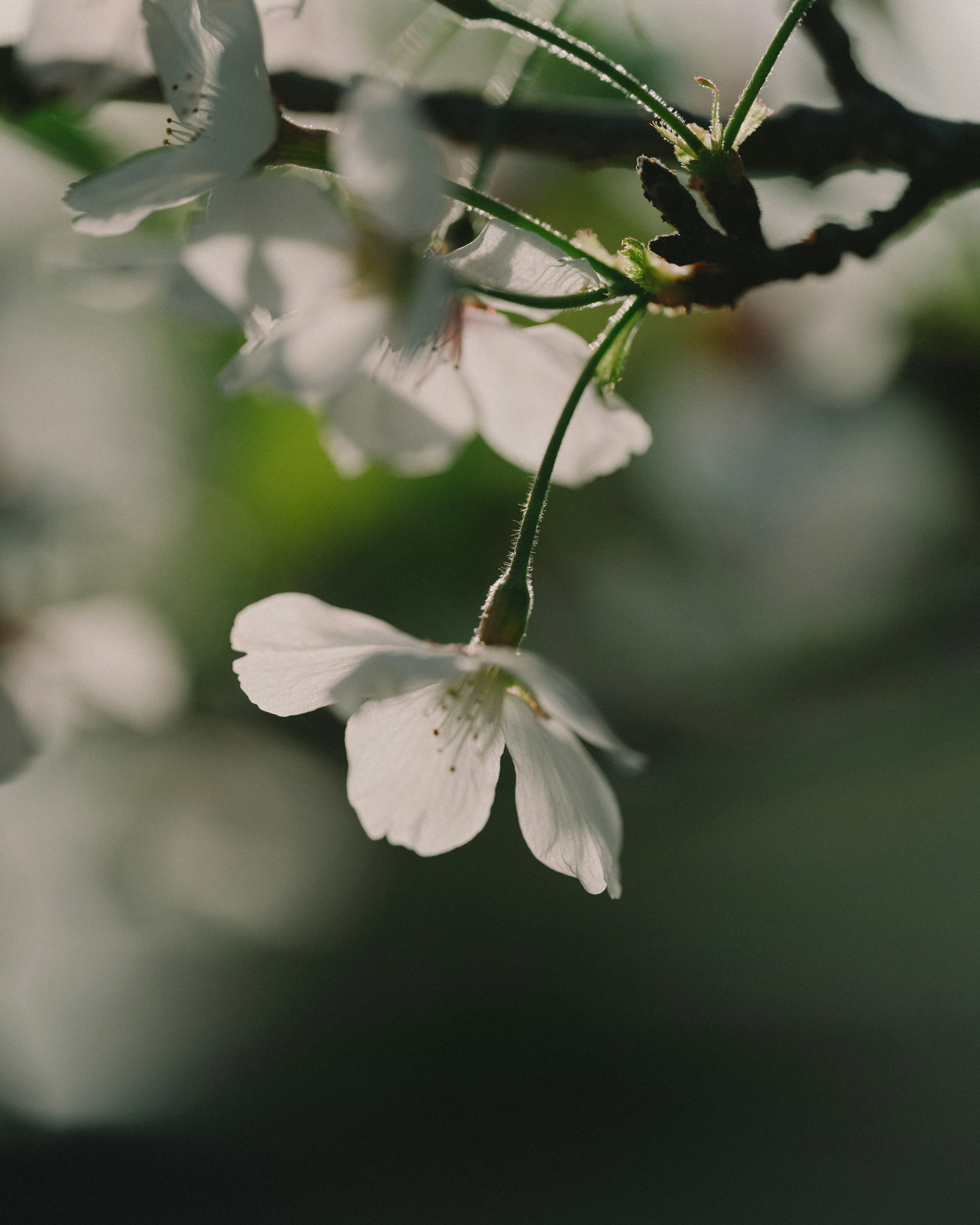 Weiße Blumen blühen vor einem verschwommenen grünen Hintergrund