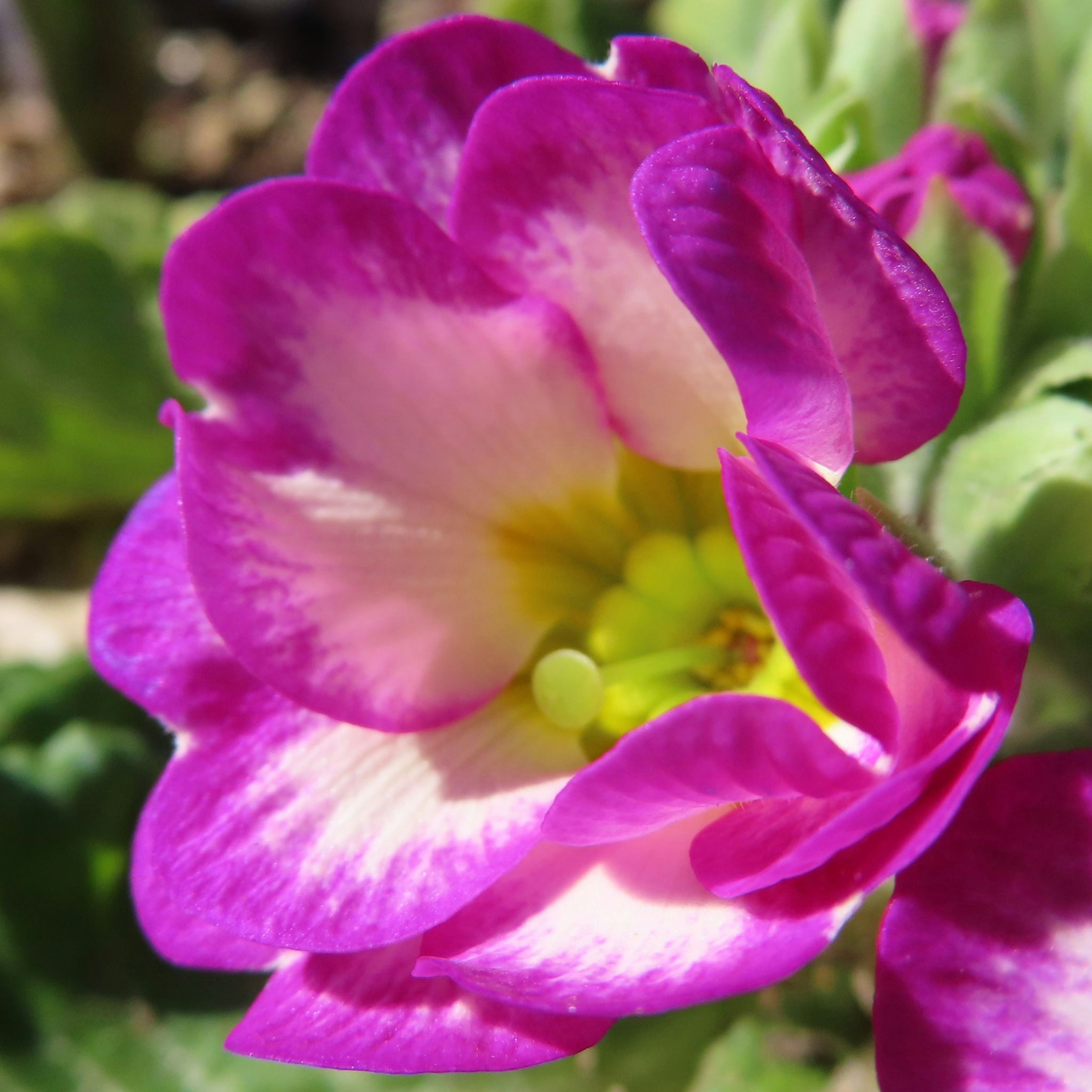 Fiore viola vibrante con un centro giallo