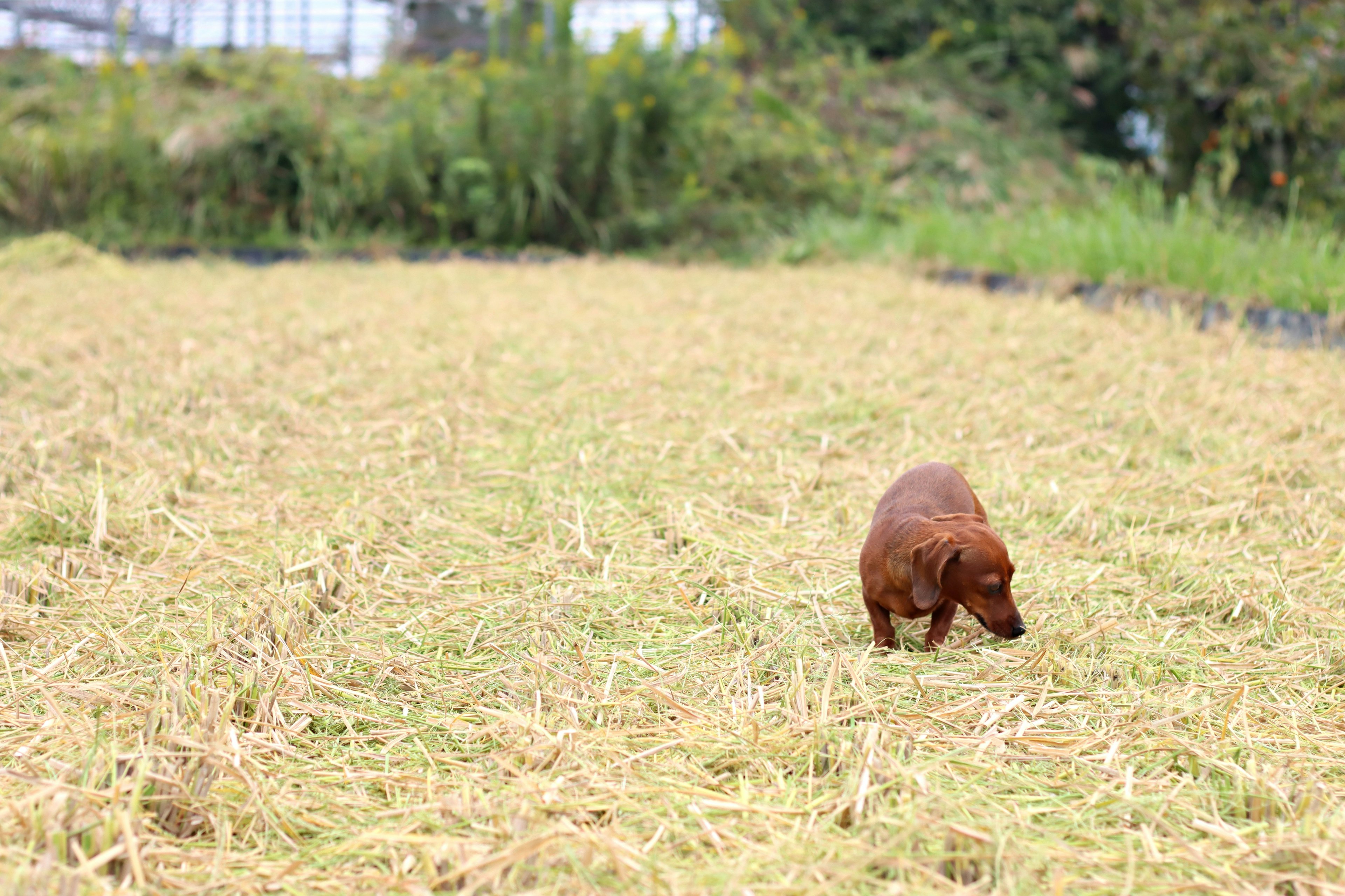 Brauner Hund läuft in einem Reisfeld