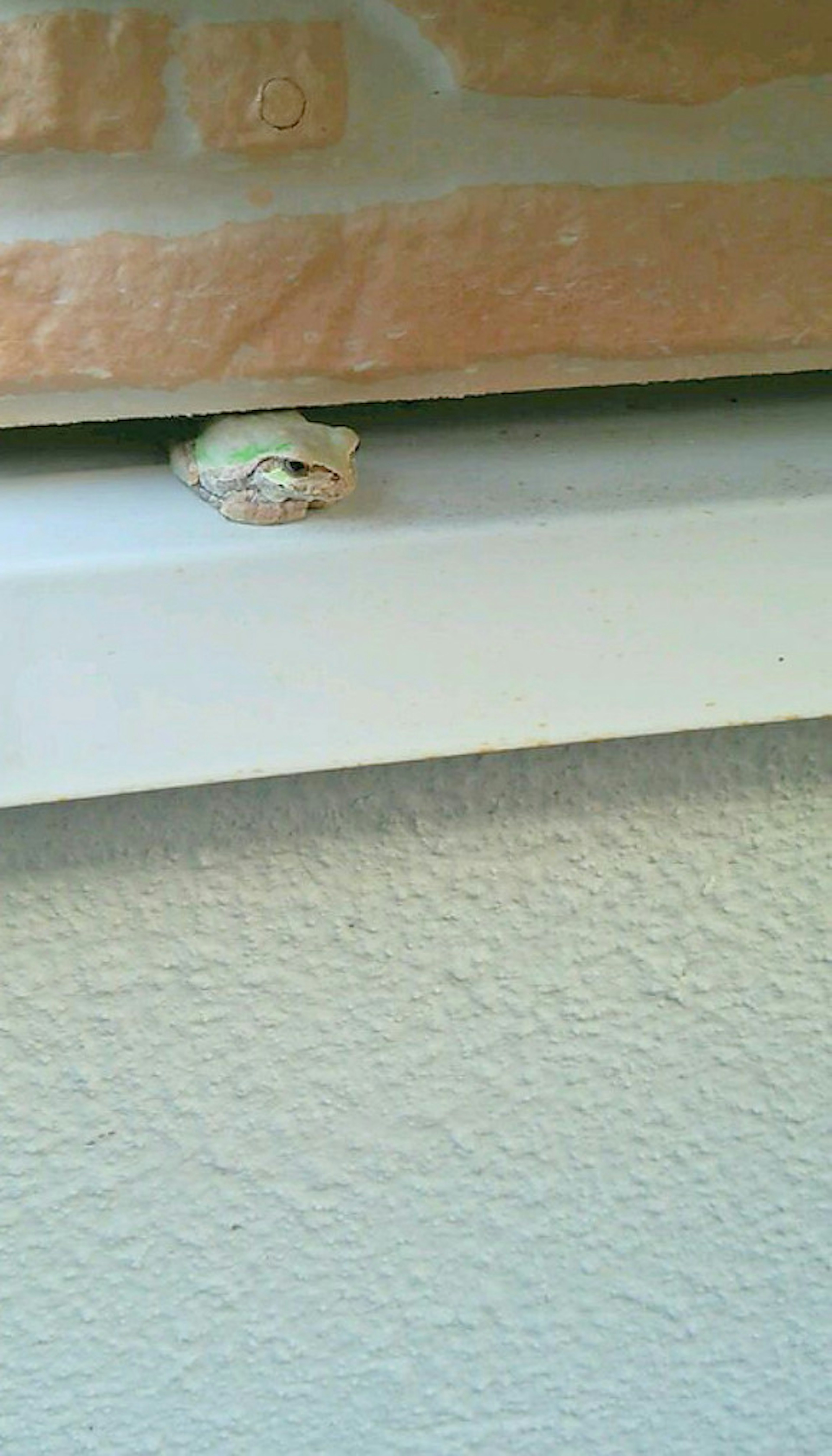 A frog peeking out from a gap in a window