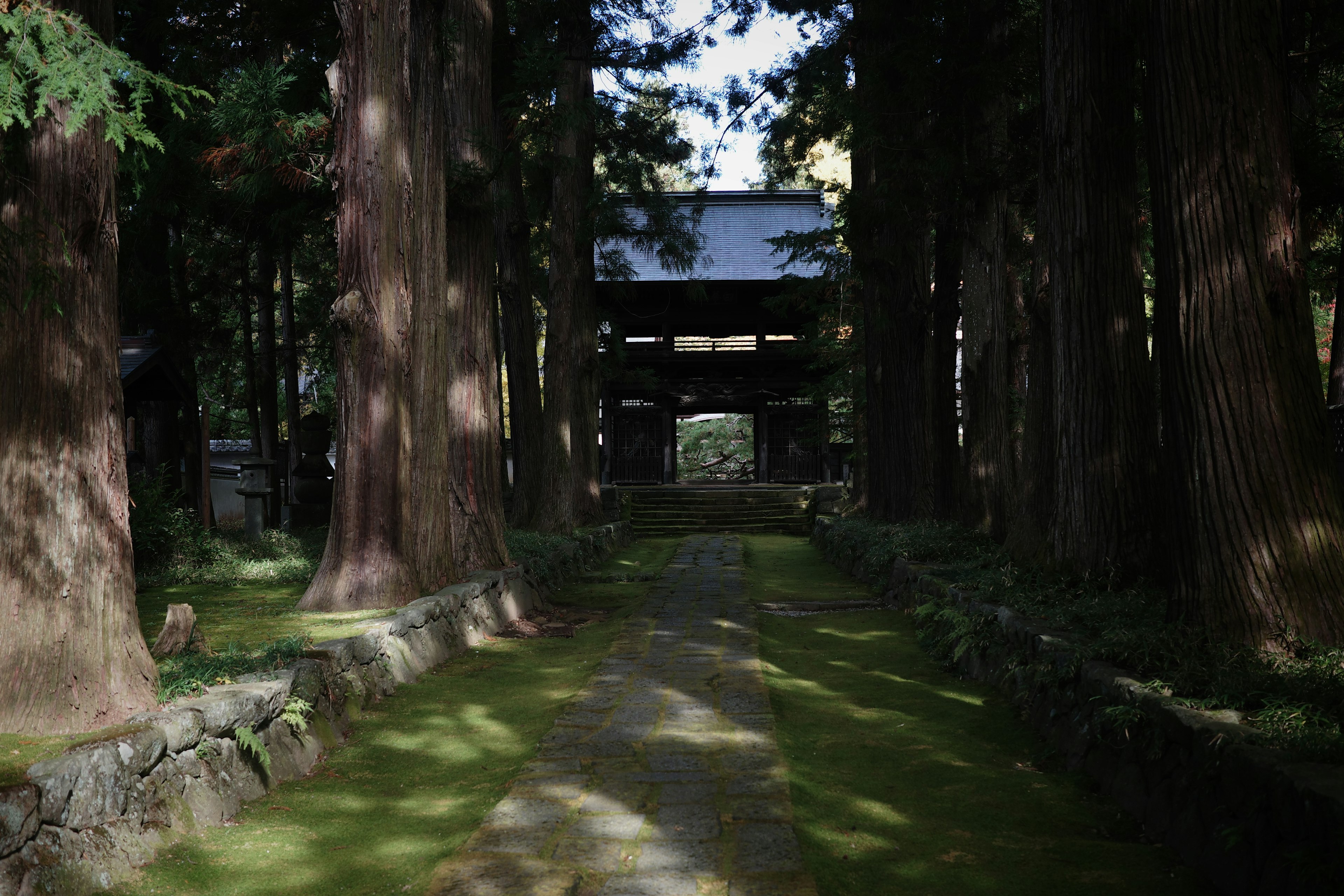 Pathway leading to a shrine gate surrounded by tall trees