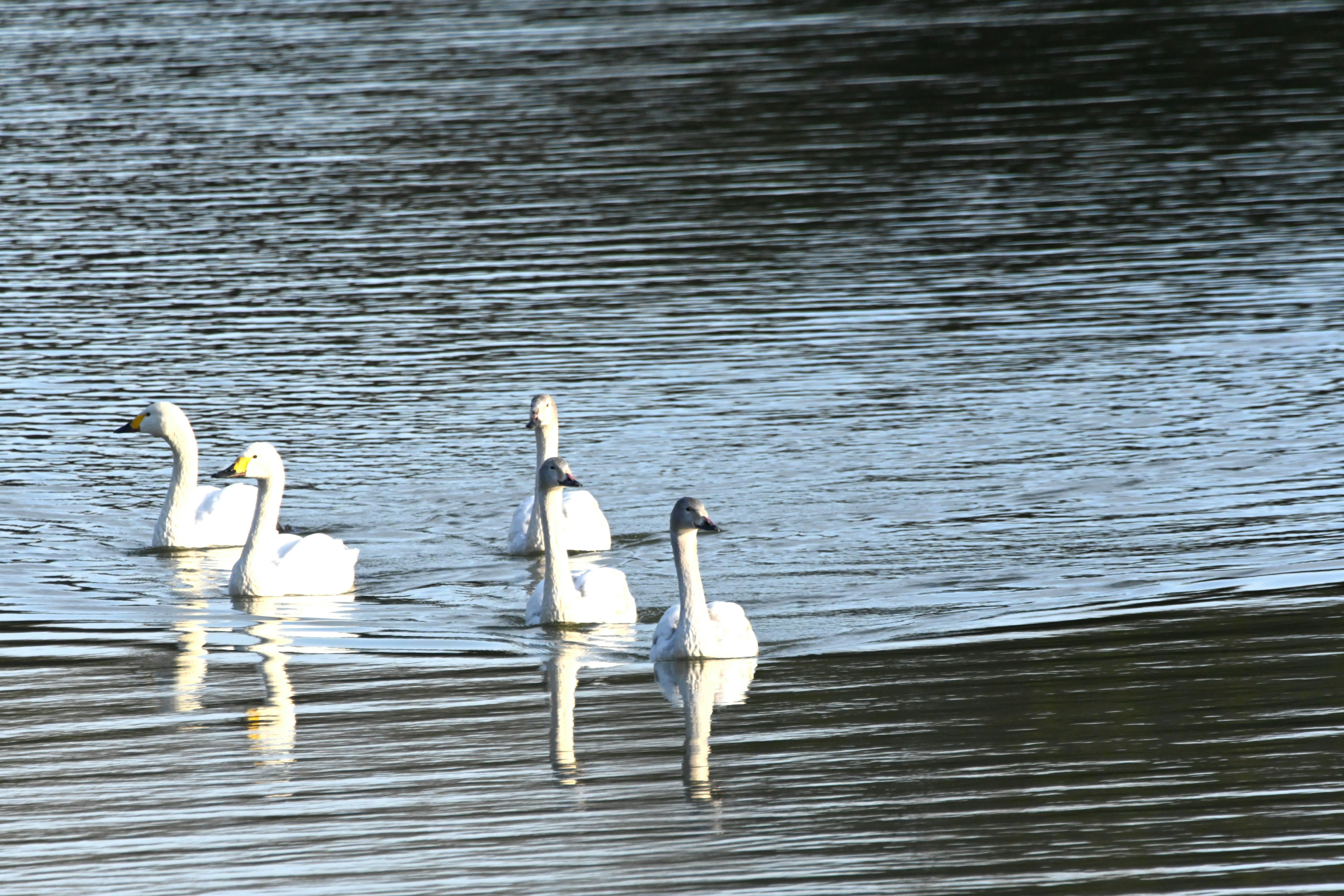 A group of white swans swimming on a reflective water surface