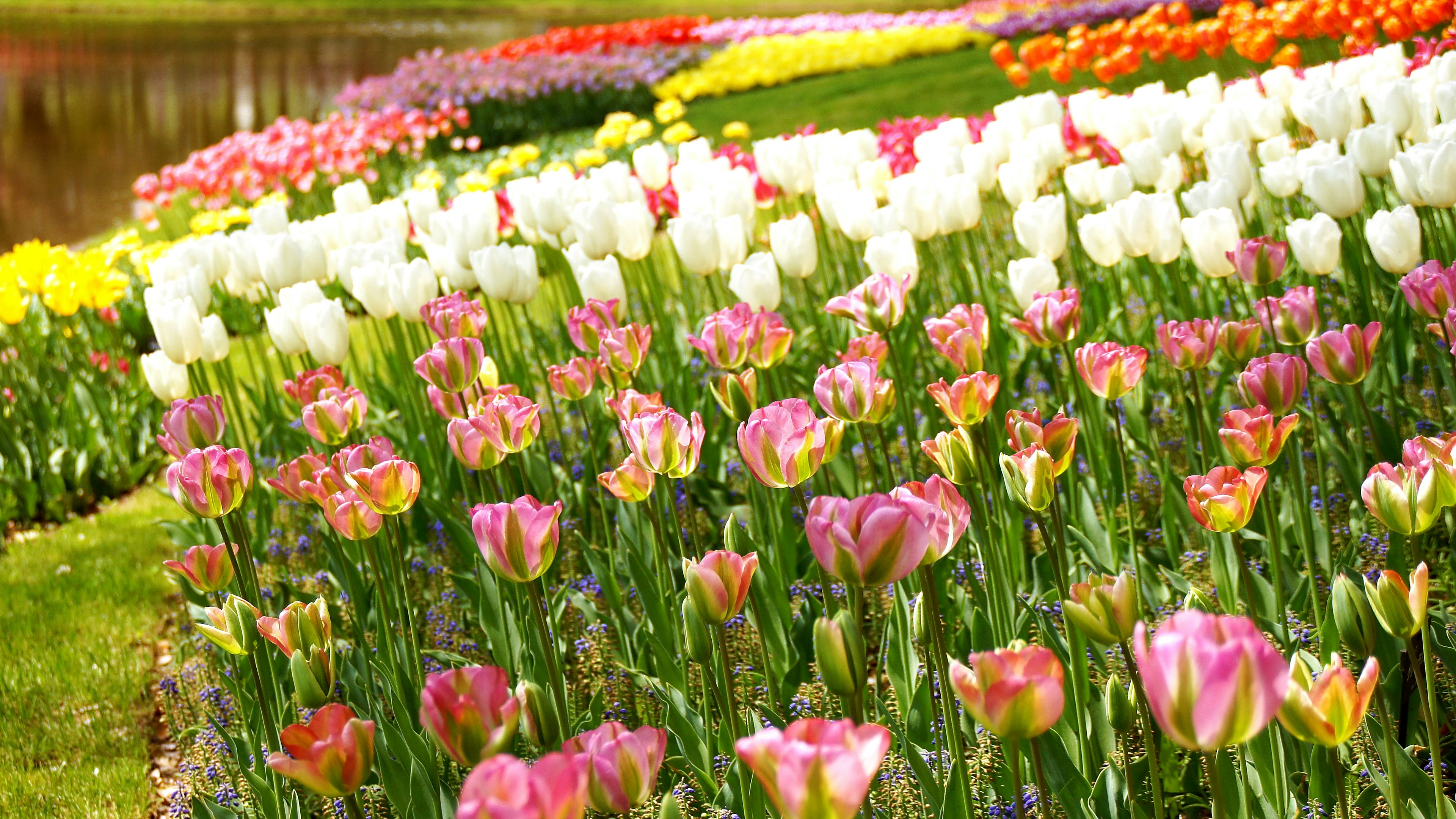 Kebun tulip berwarna-warni yang sedang mekar