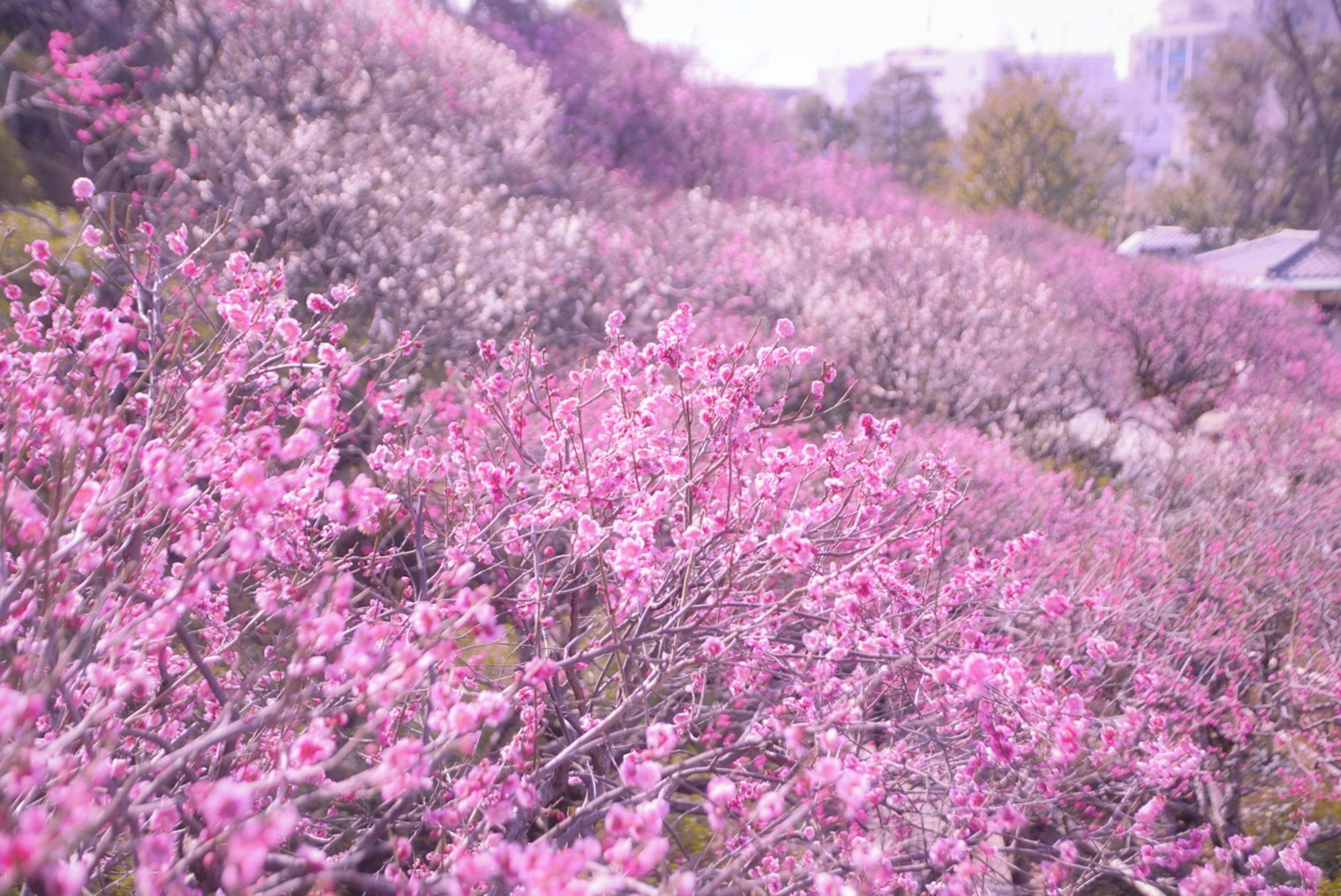 色彩斑斓的山坡上开满了粉色花朵