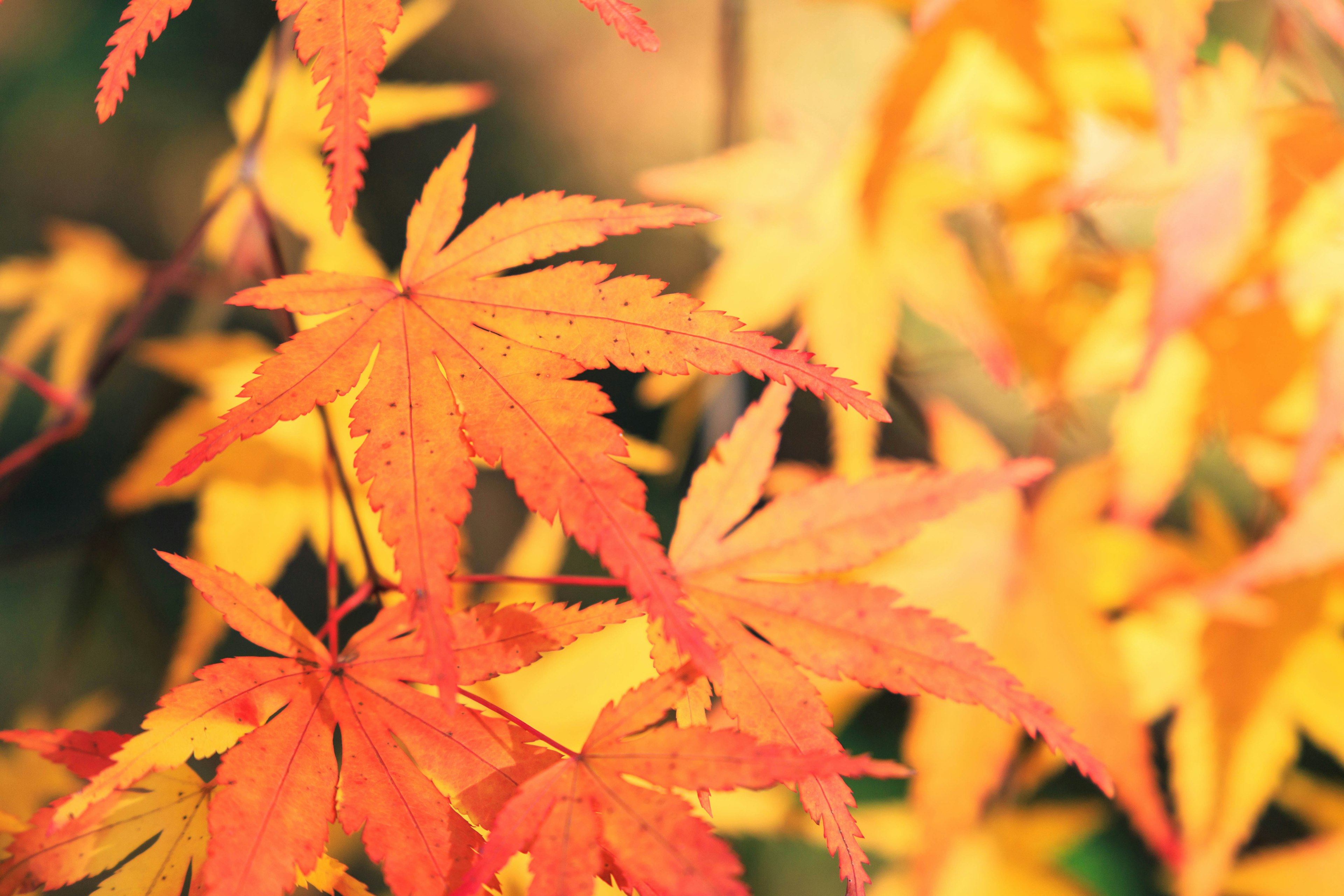 Daun maple merah dan oranye cerah bertumpuk dalam suasana musim gugur