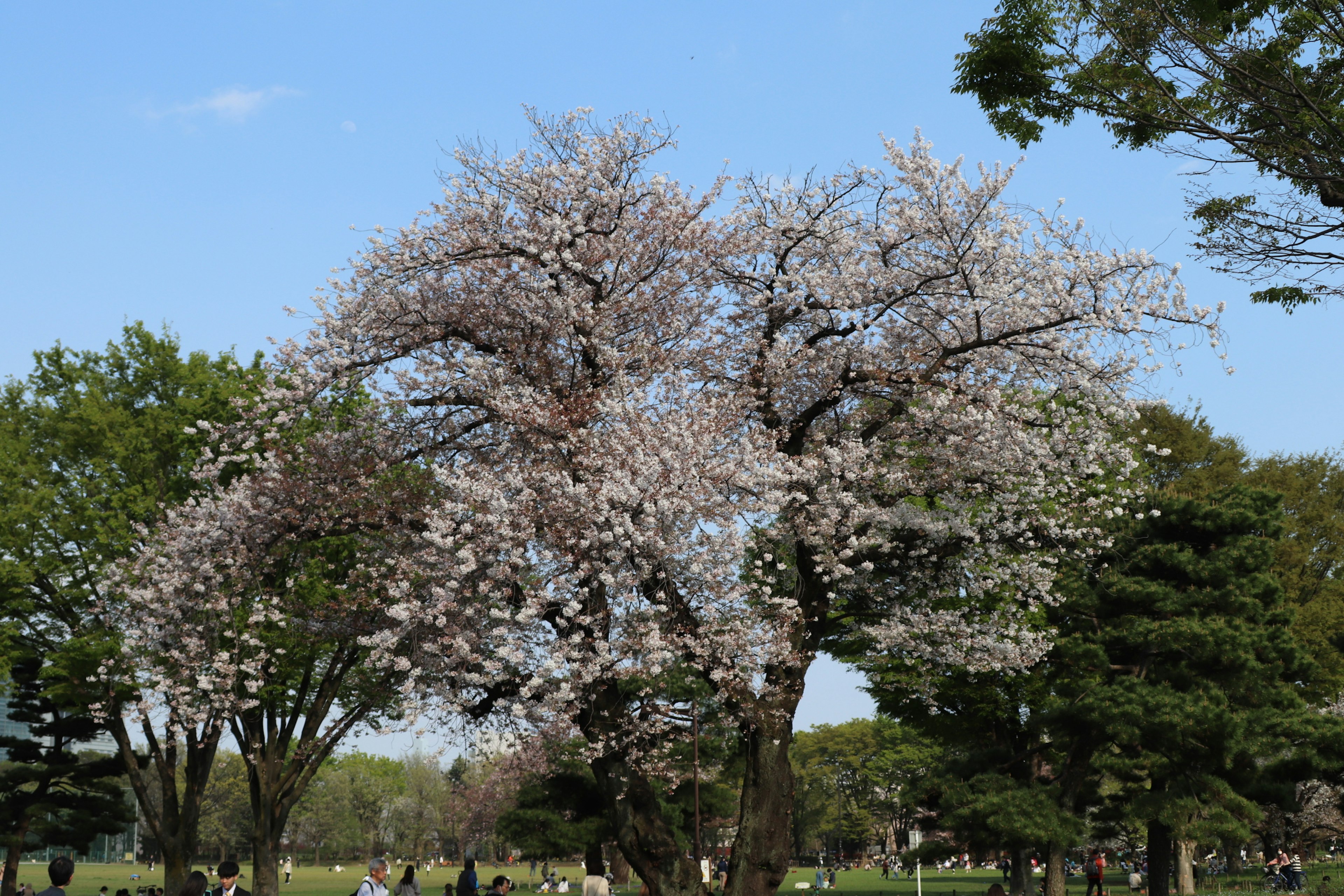 Kirschblütenbäume in einem Park bei klarem blauen Himmel