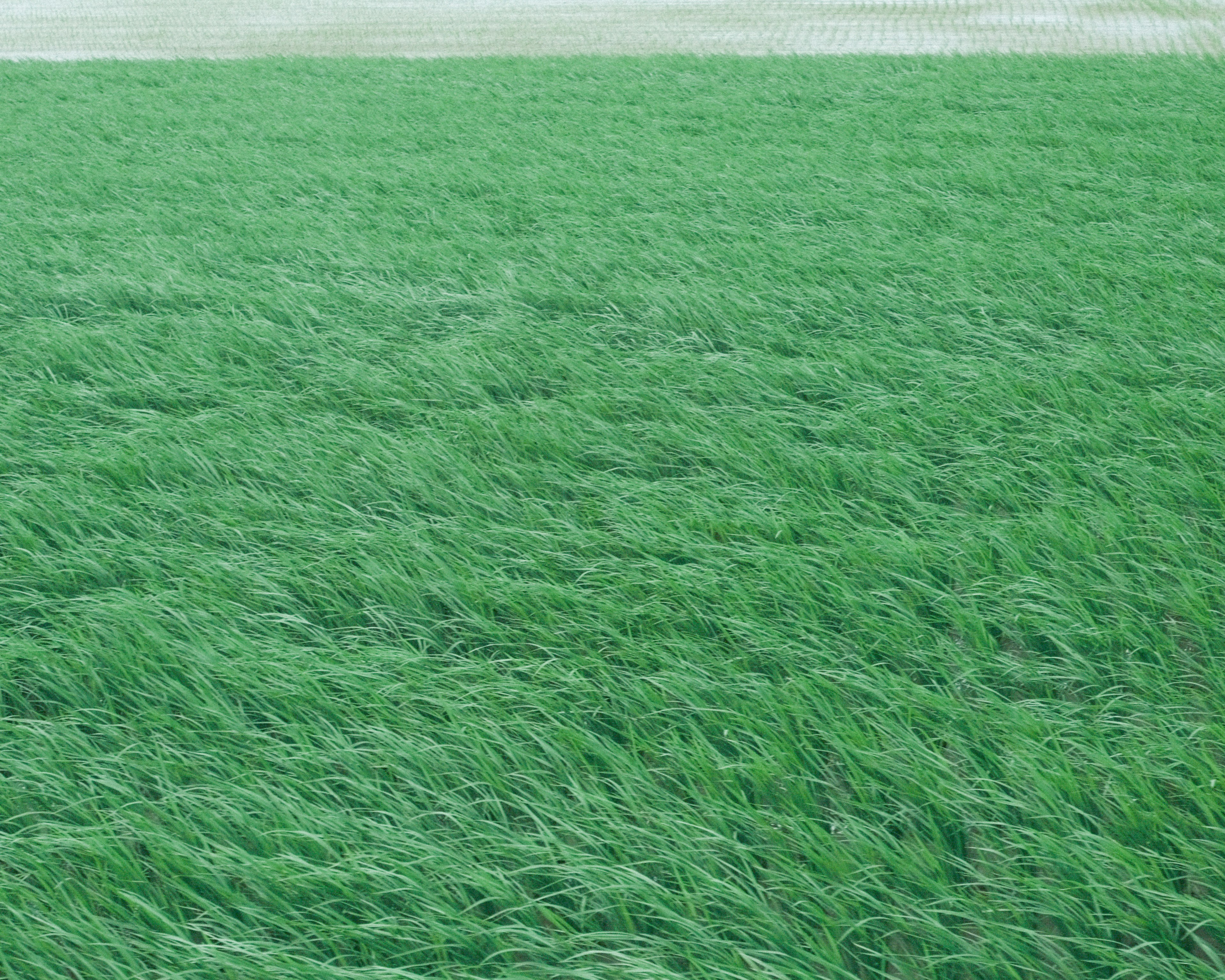 Vast expanse of green grass with gentle waves