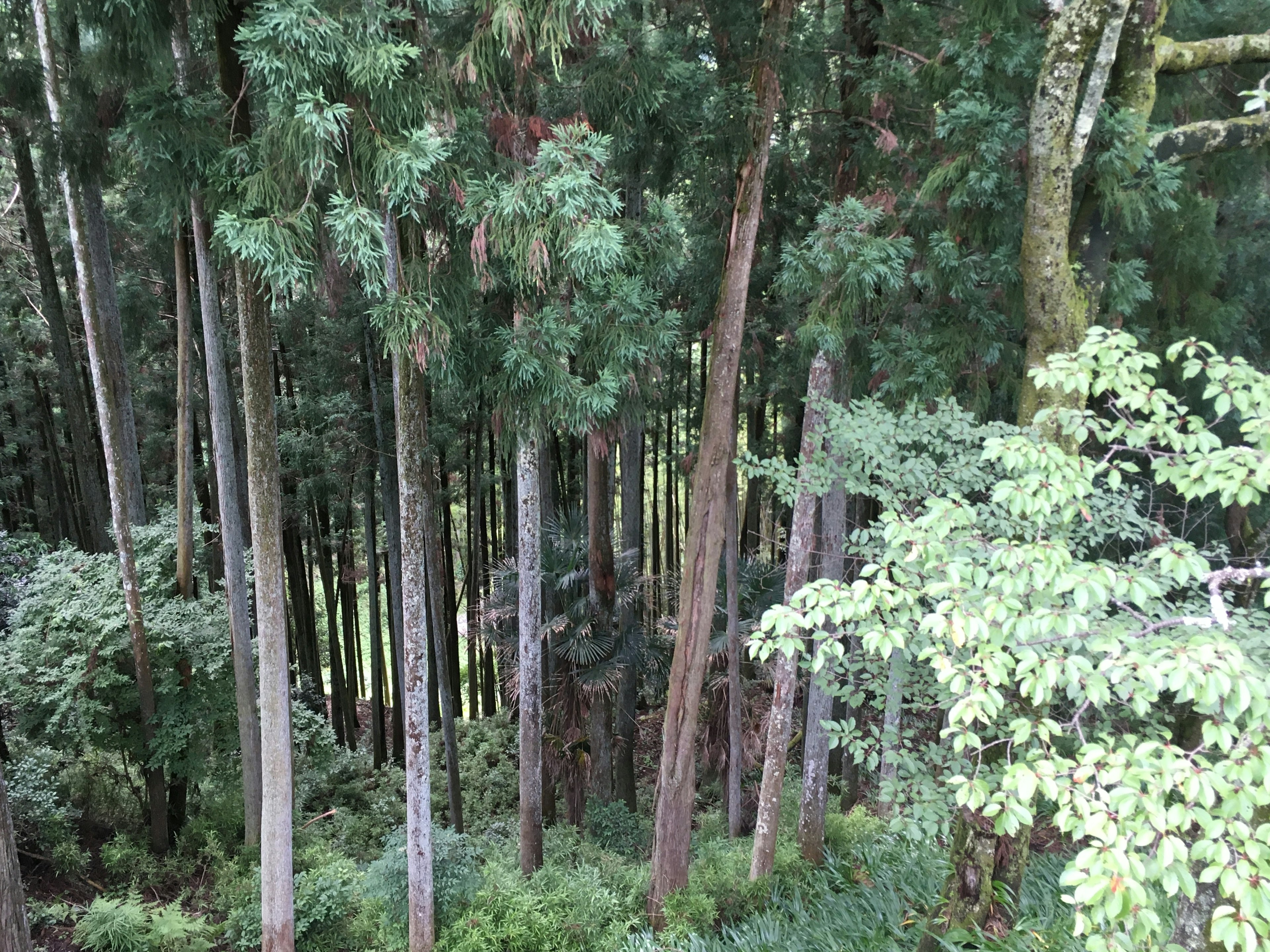 Üppige Waldlandschaft mit hohen Bäumen und dichtem grünem Laub