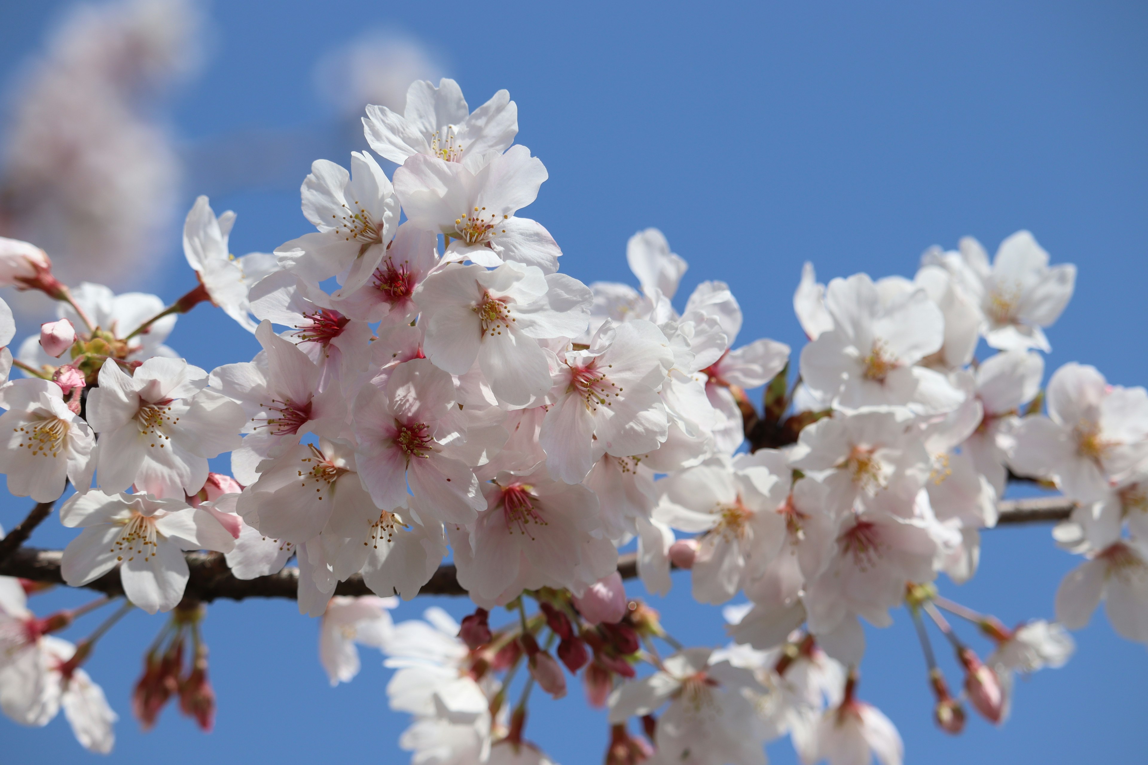 Bunga sakura mekar di latar belakang langit biru yang cerah