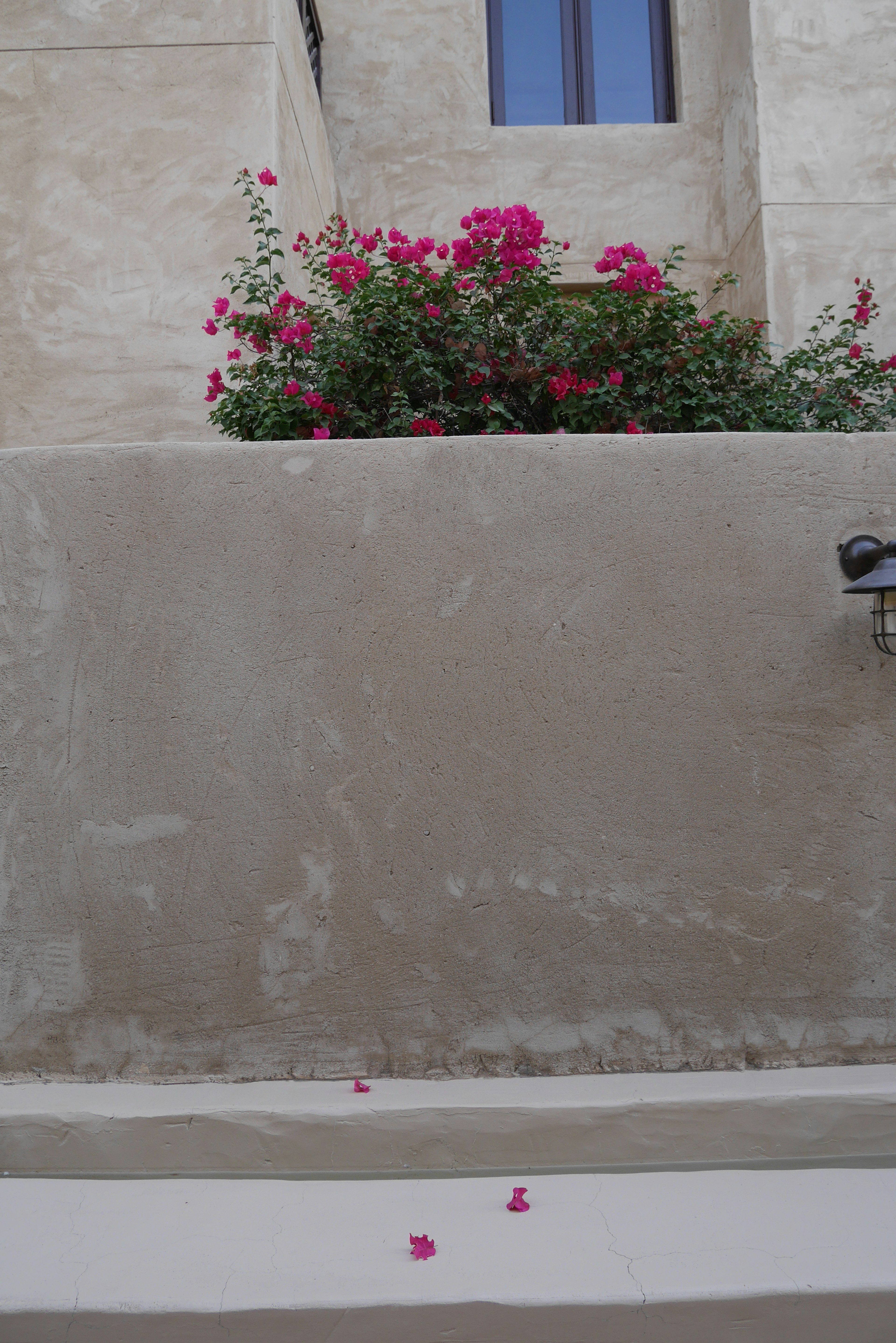 Fiori di bougainvillea rosa sopra un muro di pietra con una finestra