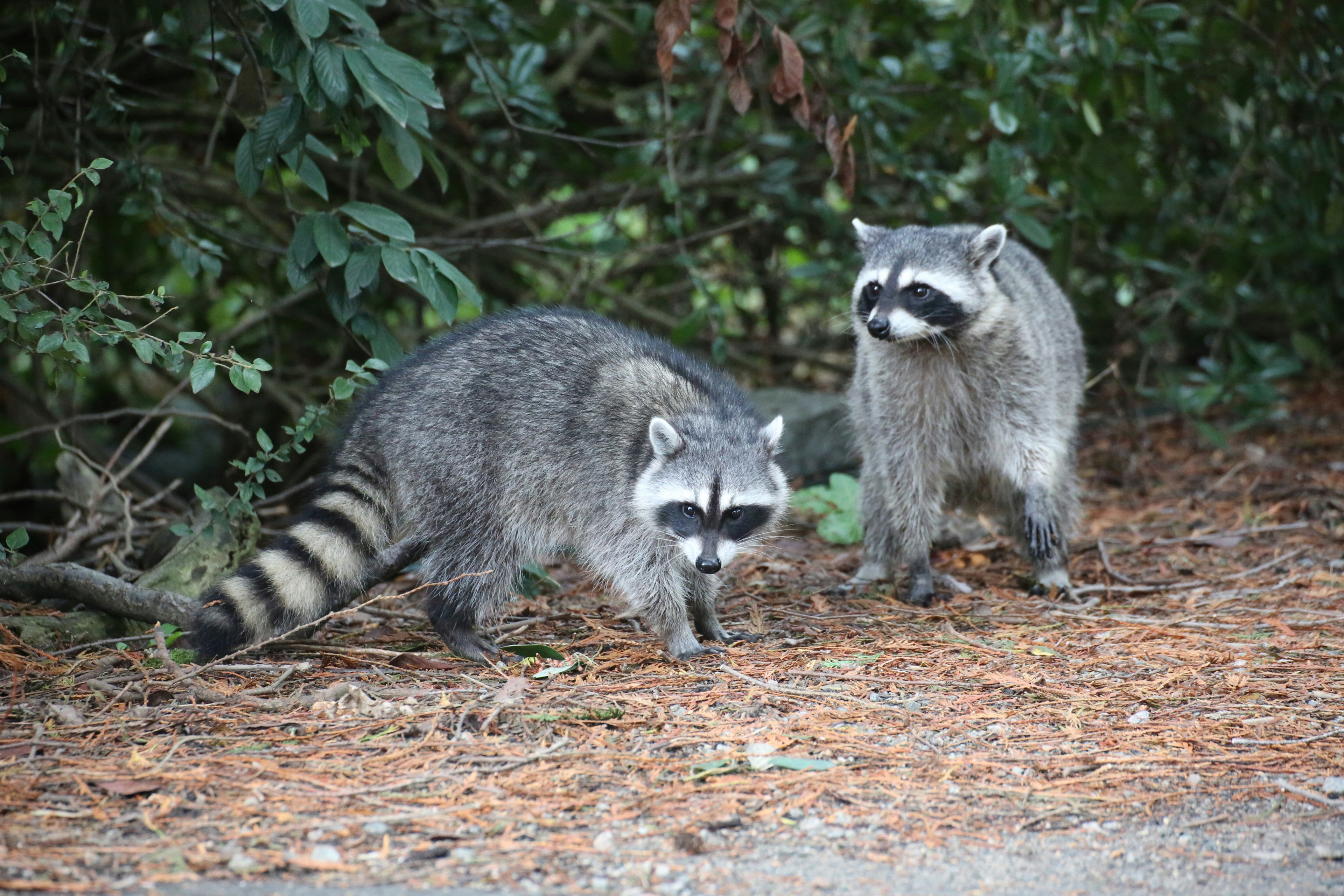 Deux ratons laveurs marchant dans une zone boisée