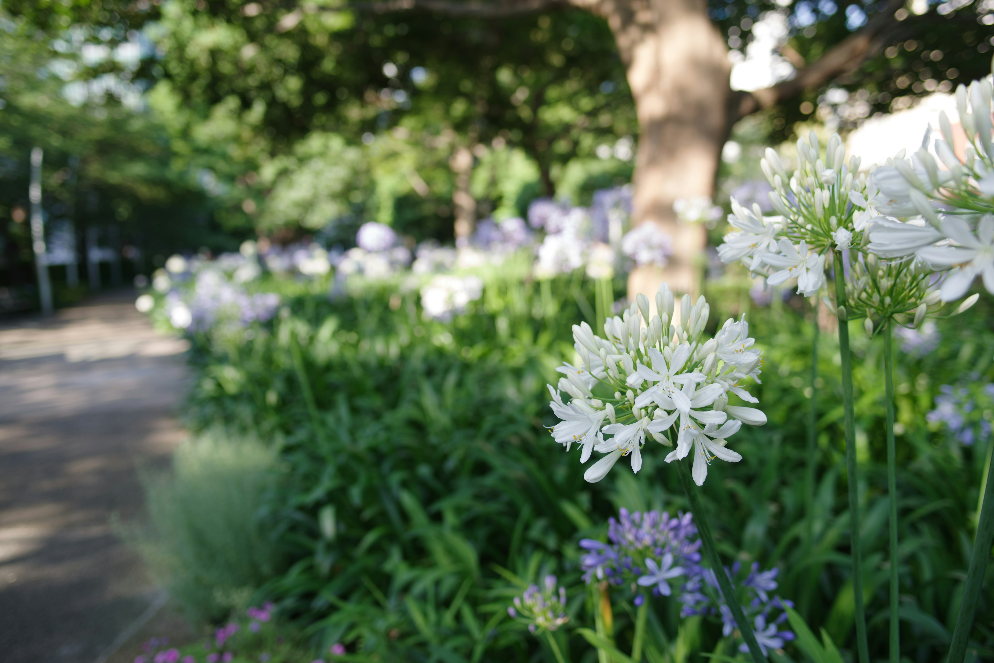 郁郁蔥蔥的公園花園中盛開的白色和紫色花朵