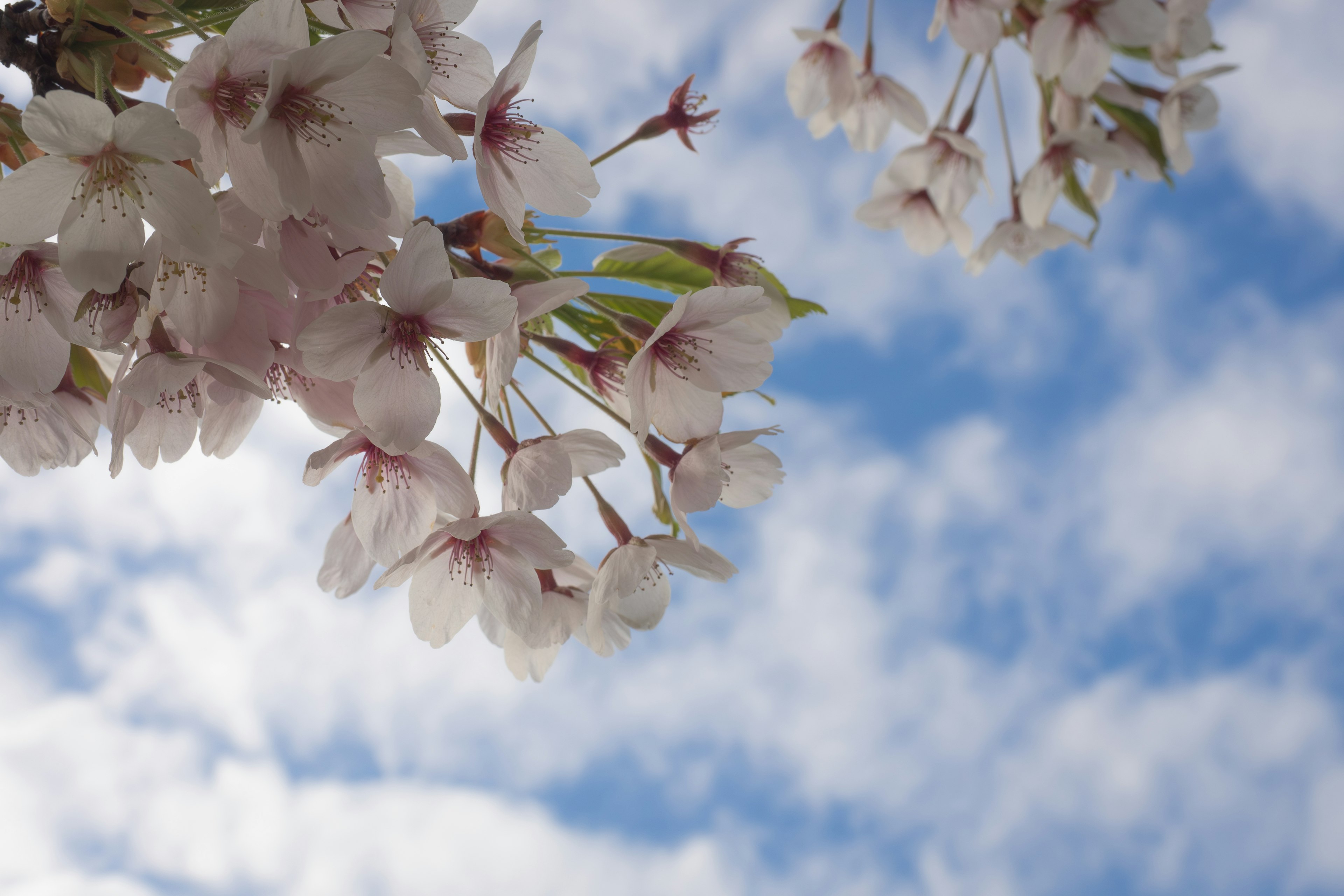 Cherry blossoms with white petals against a blue sky