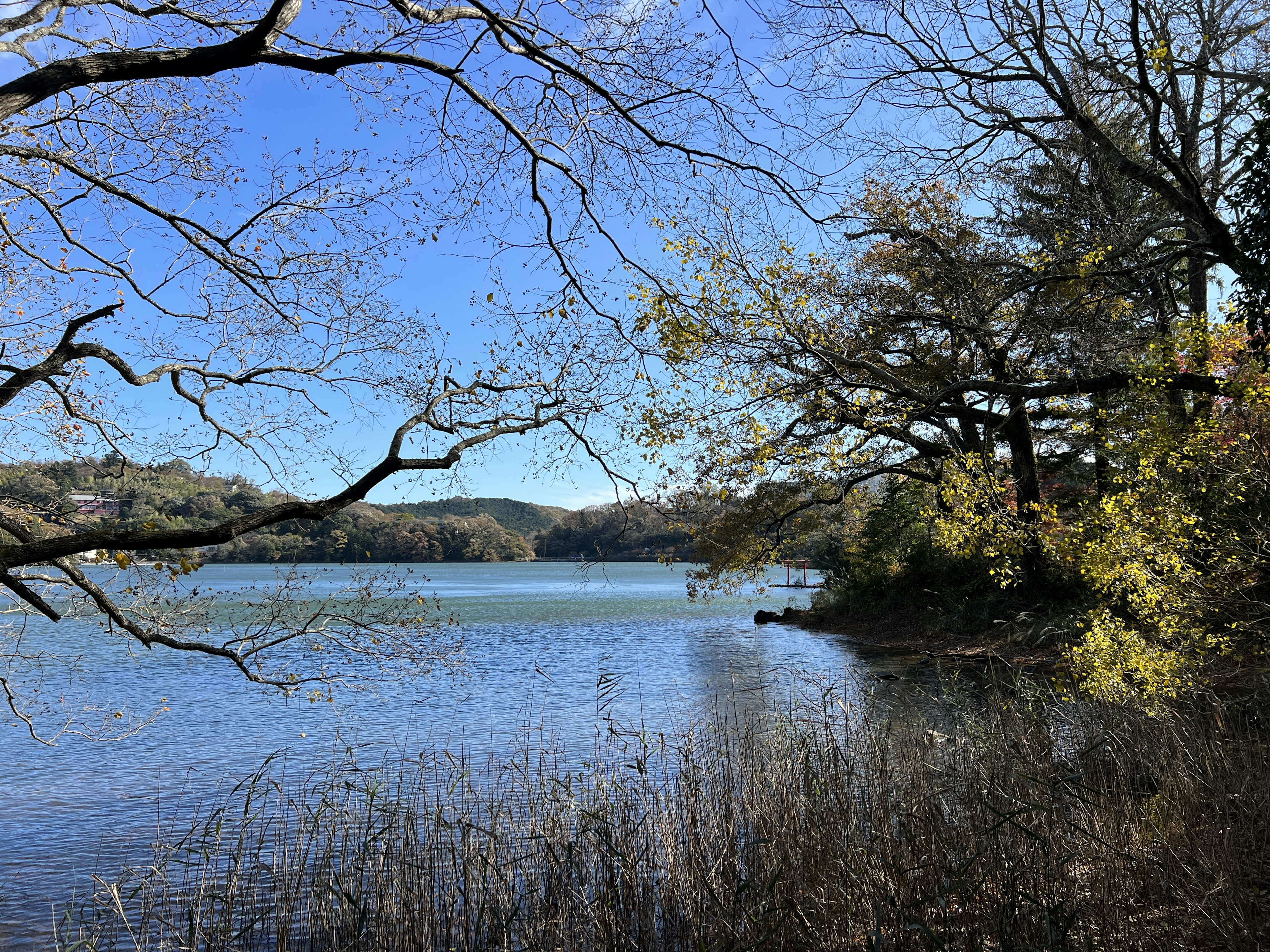 Scenic view of a lake under a blue sky with autumn foliage