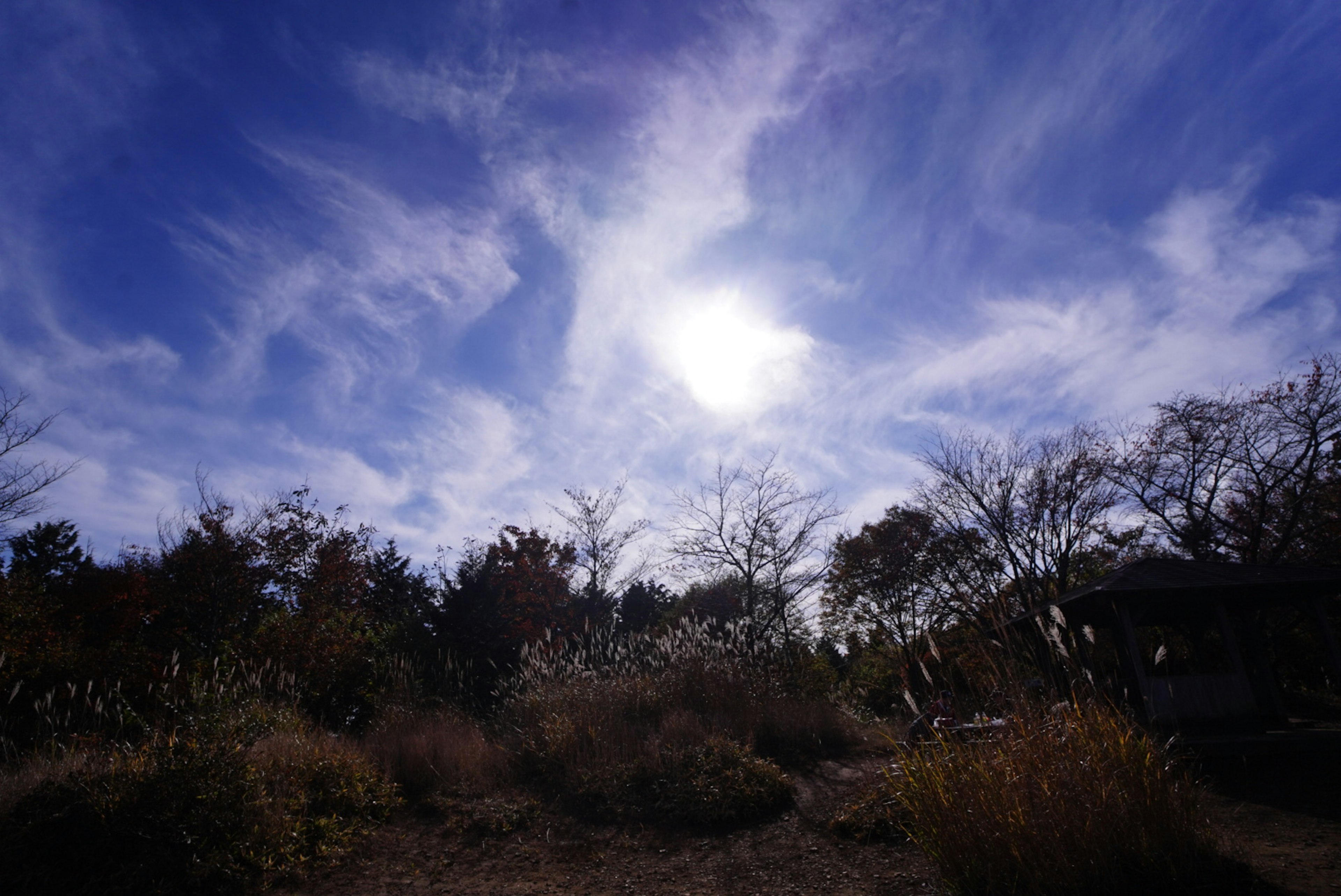 青空と雲に囲まれた太陽の光景と草花の風景