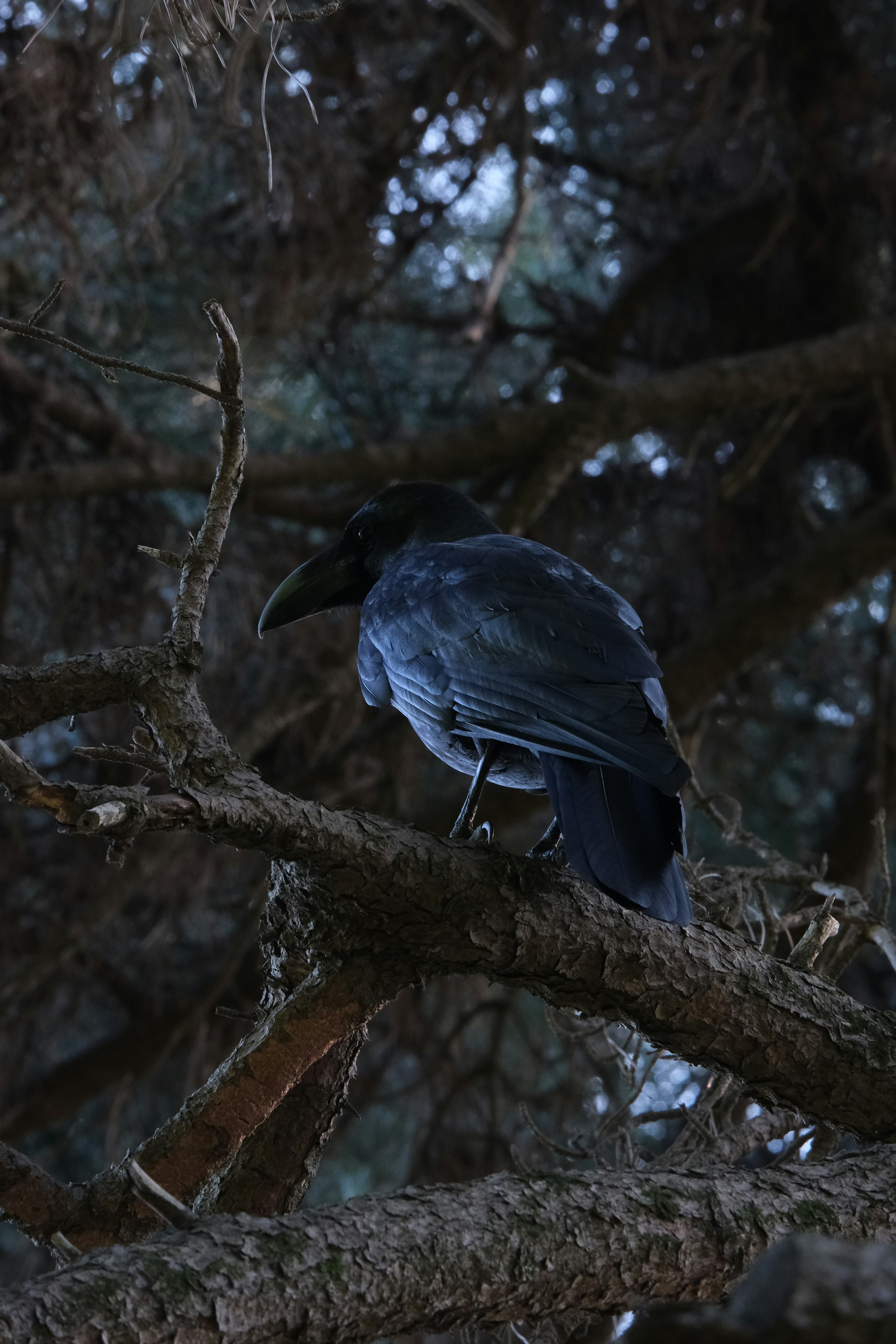 木の枝に止まる黒いカラスの後ろ姿