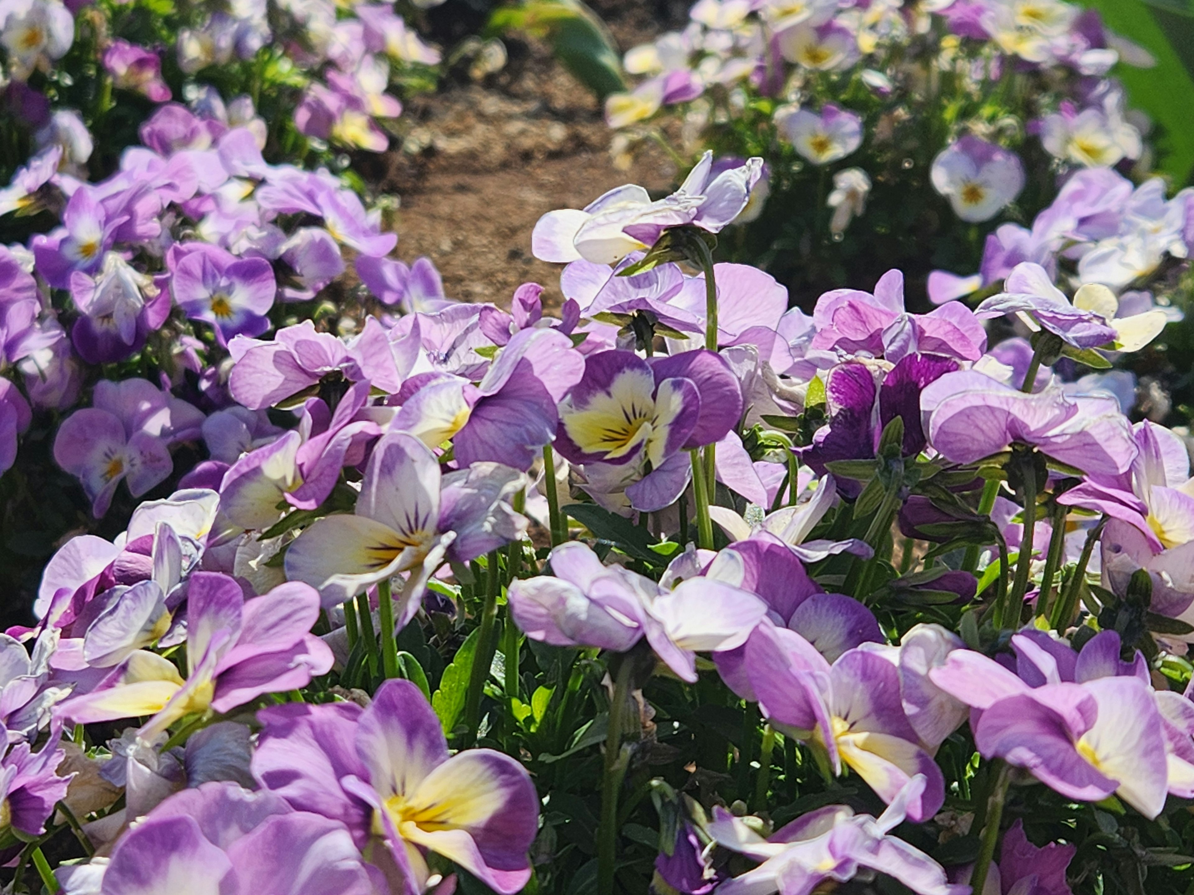 Nahaufnahme eines lebhaften lila Blumenbeets mit zarten Blüten