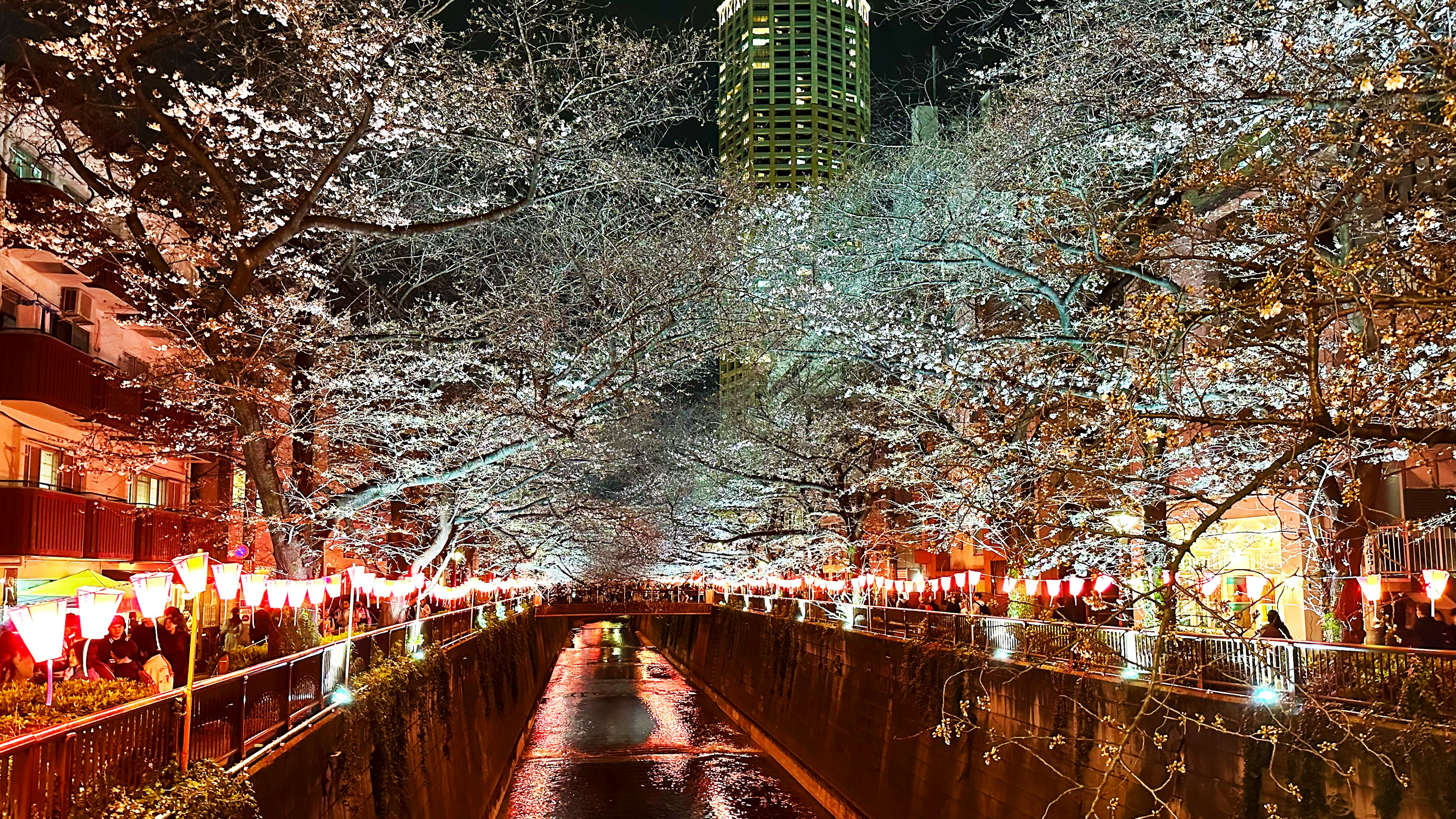 Beautiful nighttime view of cherry blossoms along a river illuminated by lights