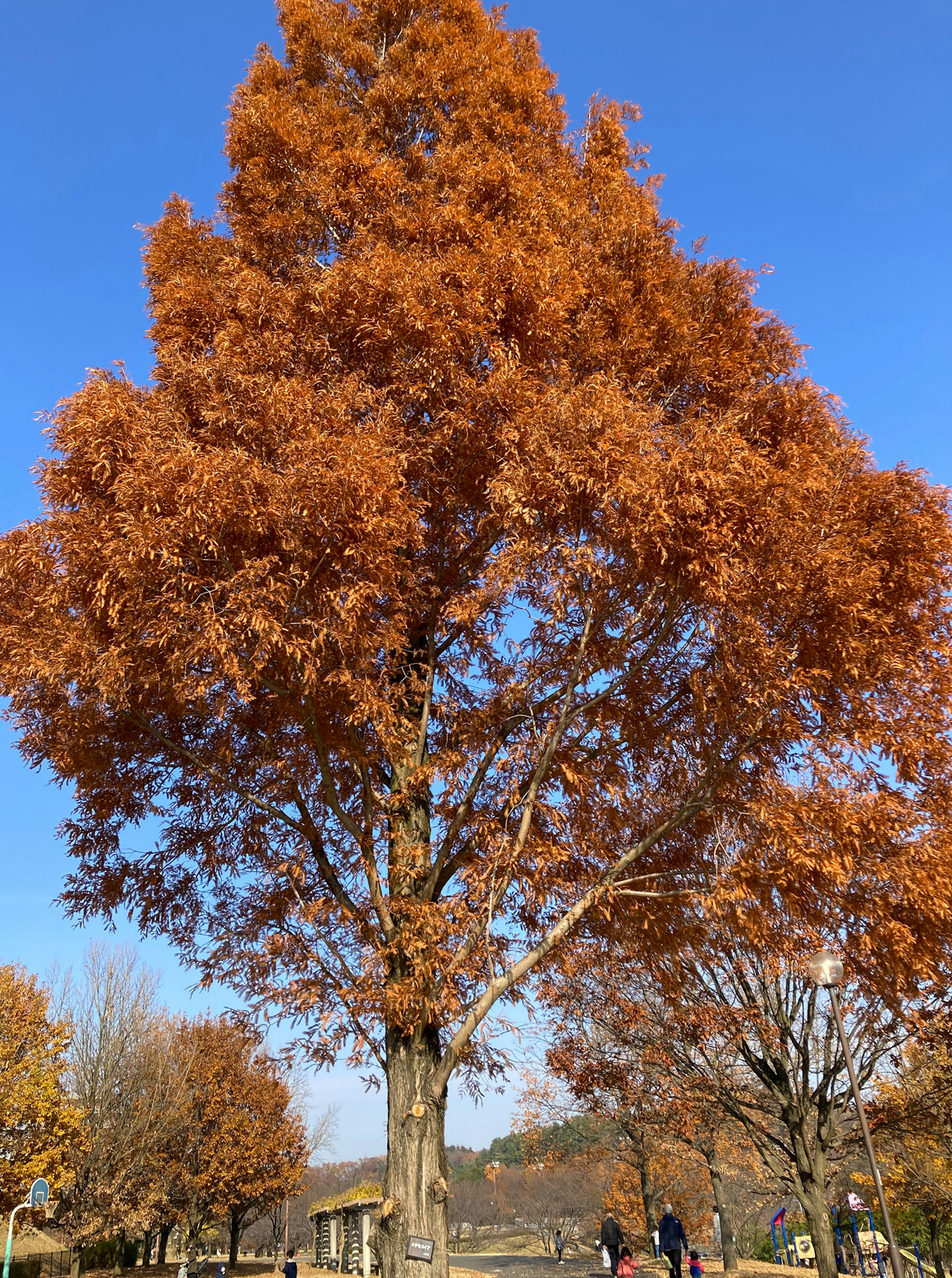 Grande albero con foglie arancioni vivaci contro un cielo blu