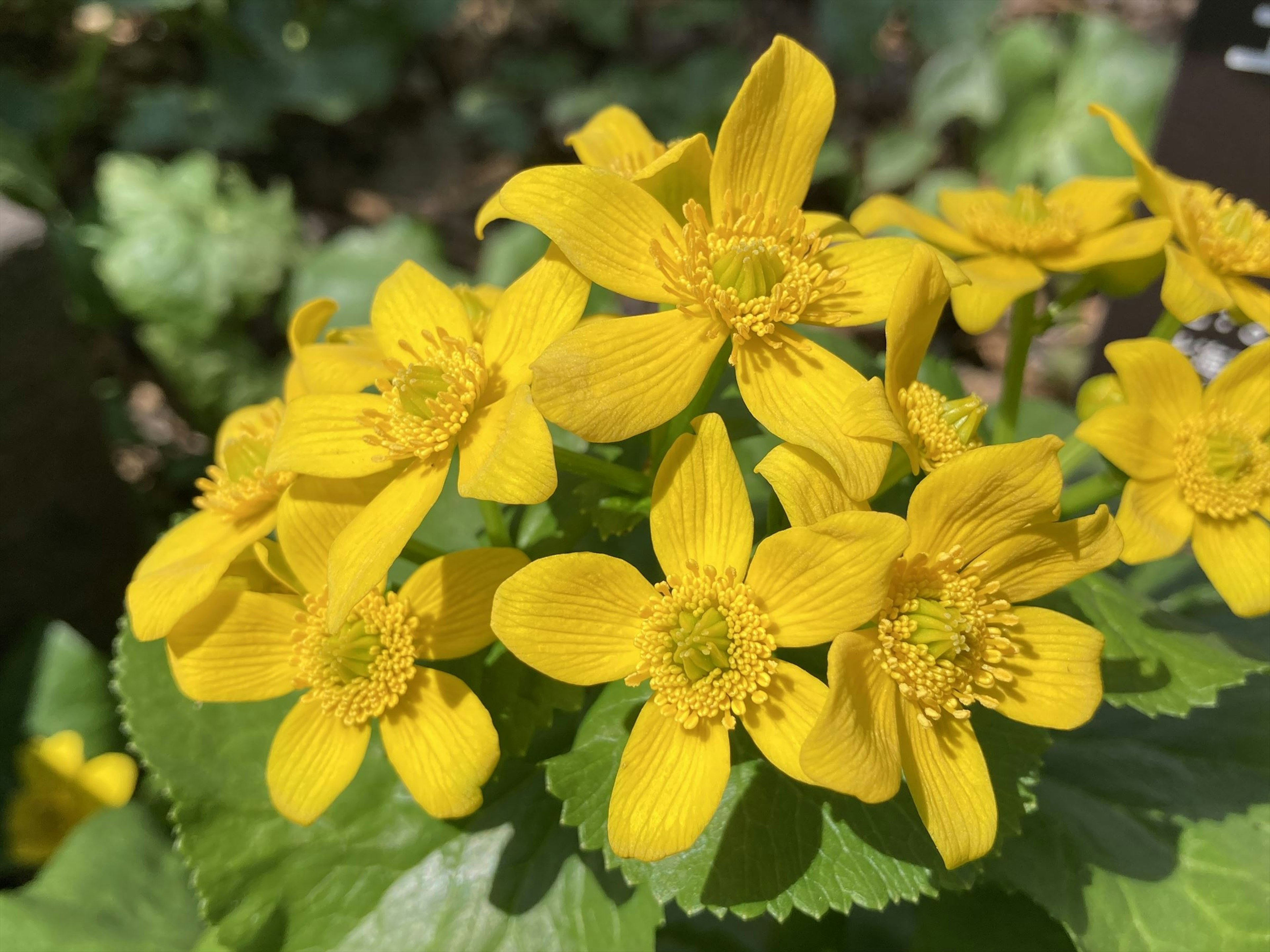 Regroupement de fleurs jaunes vives entourées de feuilles vertes