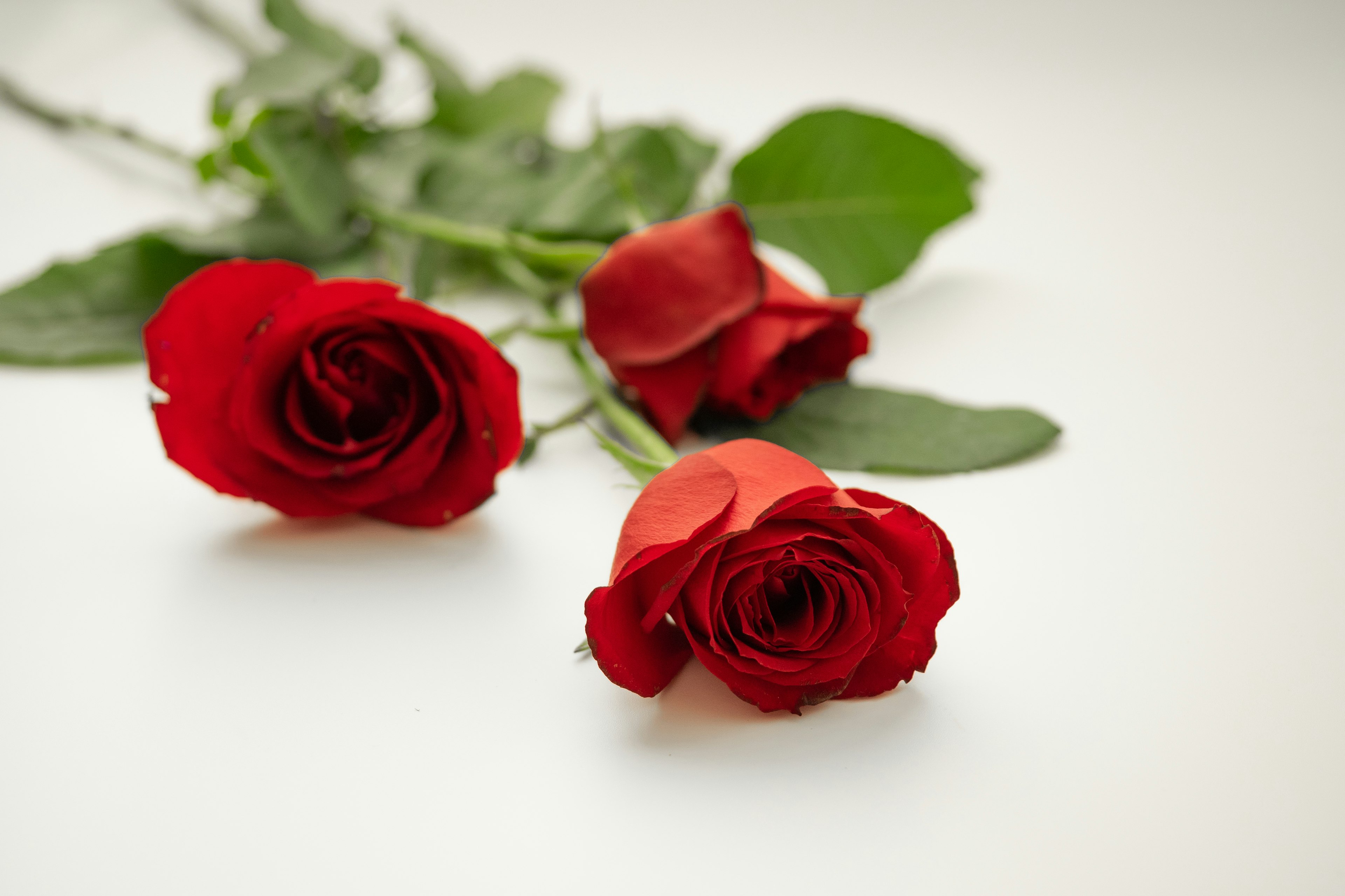 Three red roses with green leaves on a white background