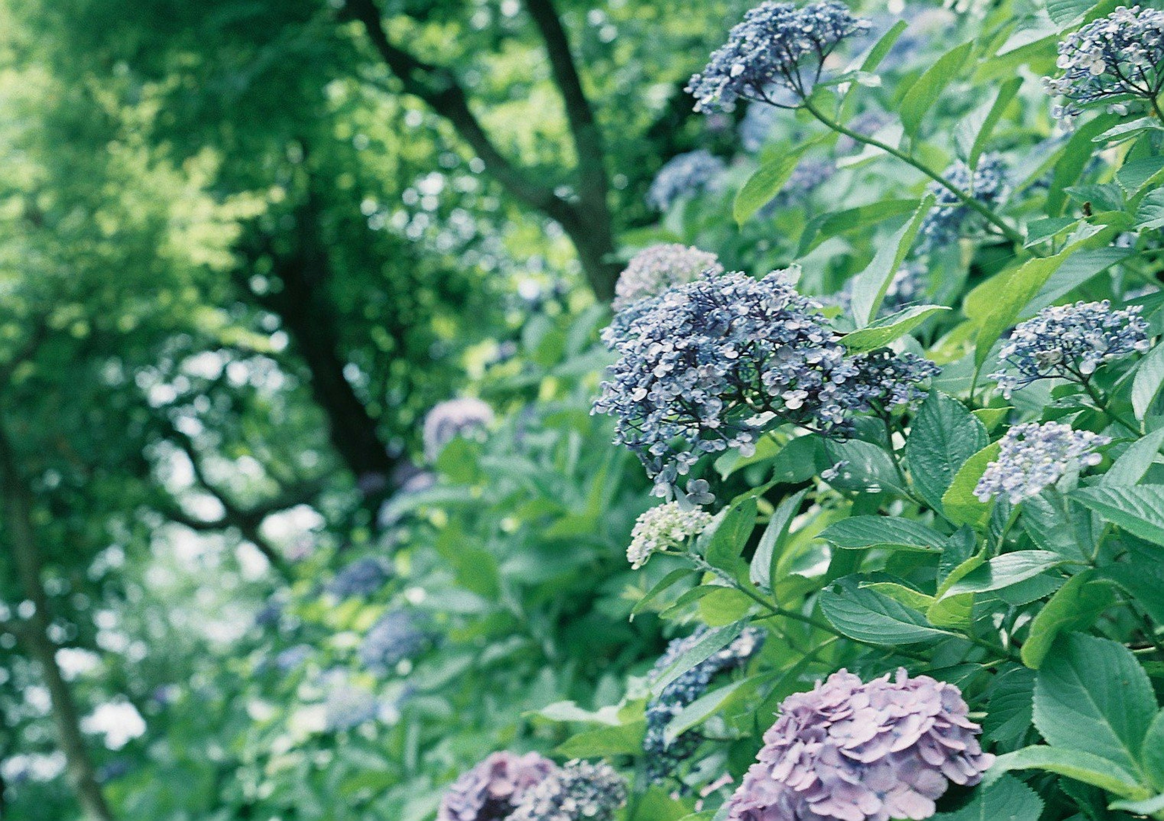 紫陽花の花が咲いている緑豊かな風景