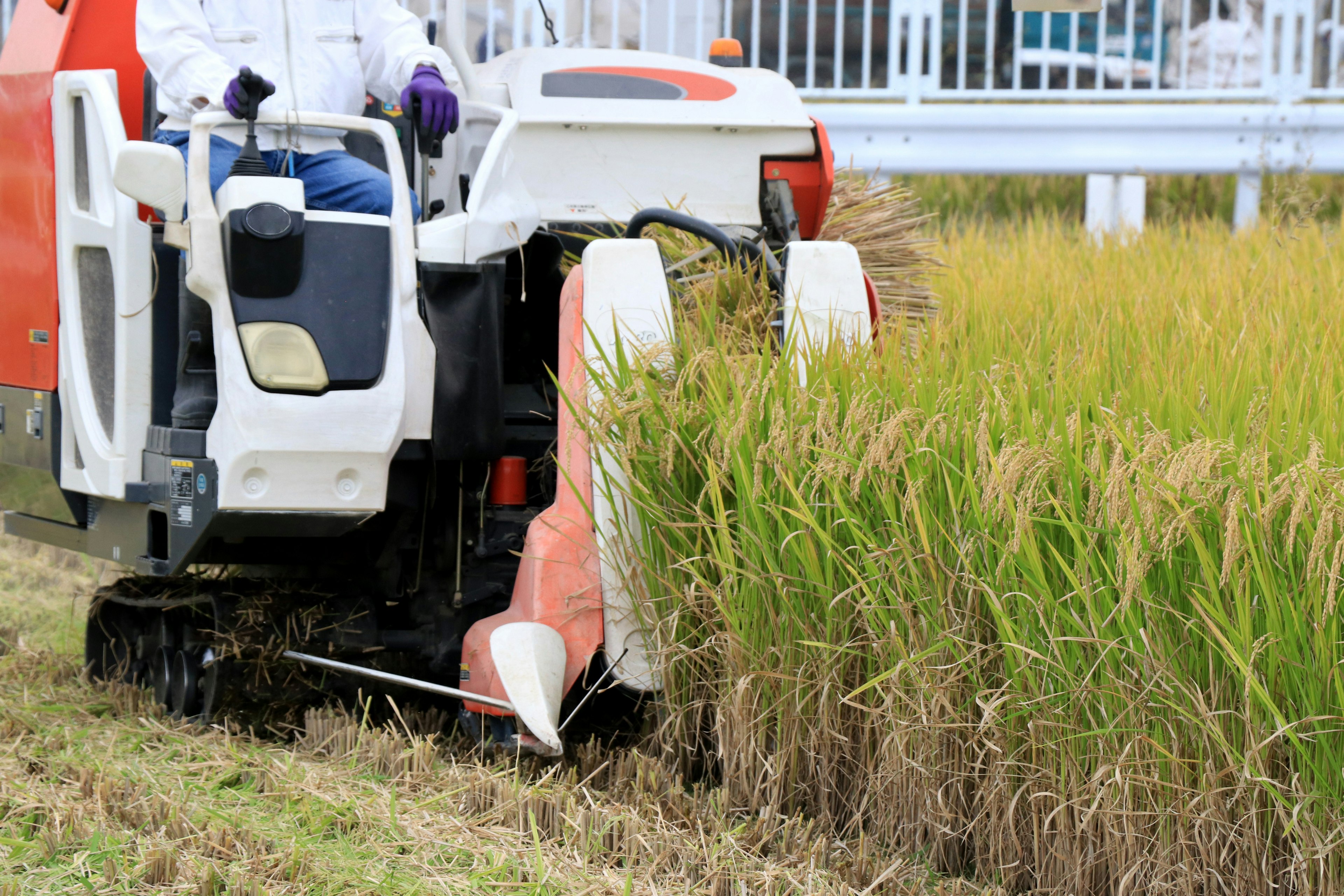 Macchina per la raccolta del riso che lavora in un campo di riso verde