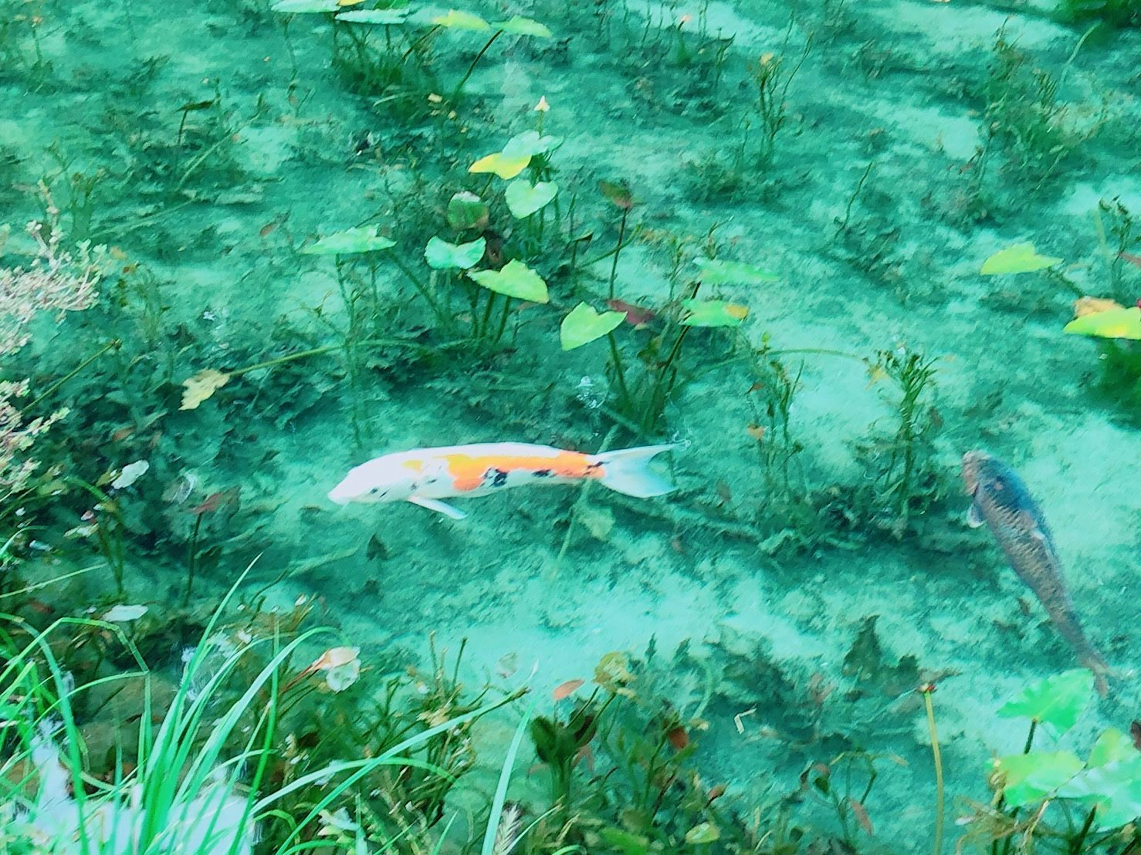 Koi-Fisch schwimmt zwischen Wasserpflanzen im grünen Wasser