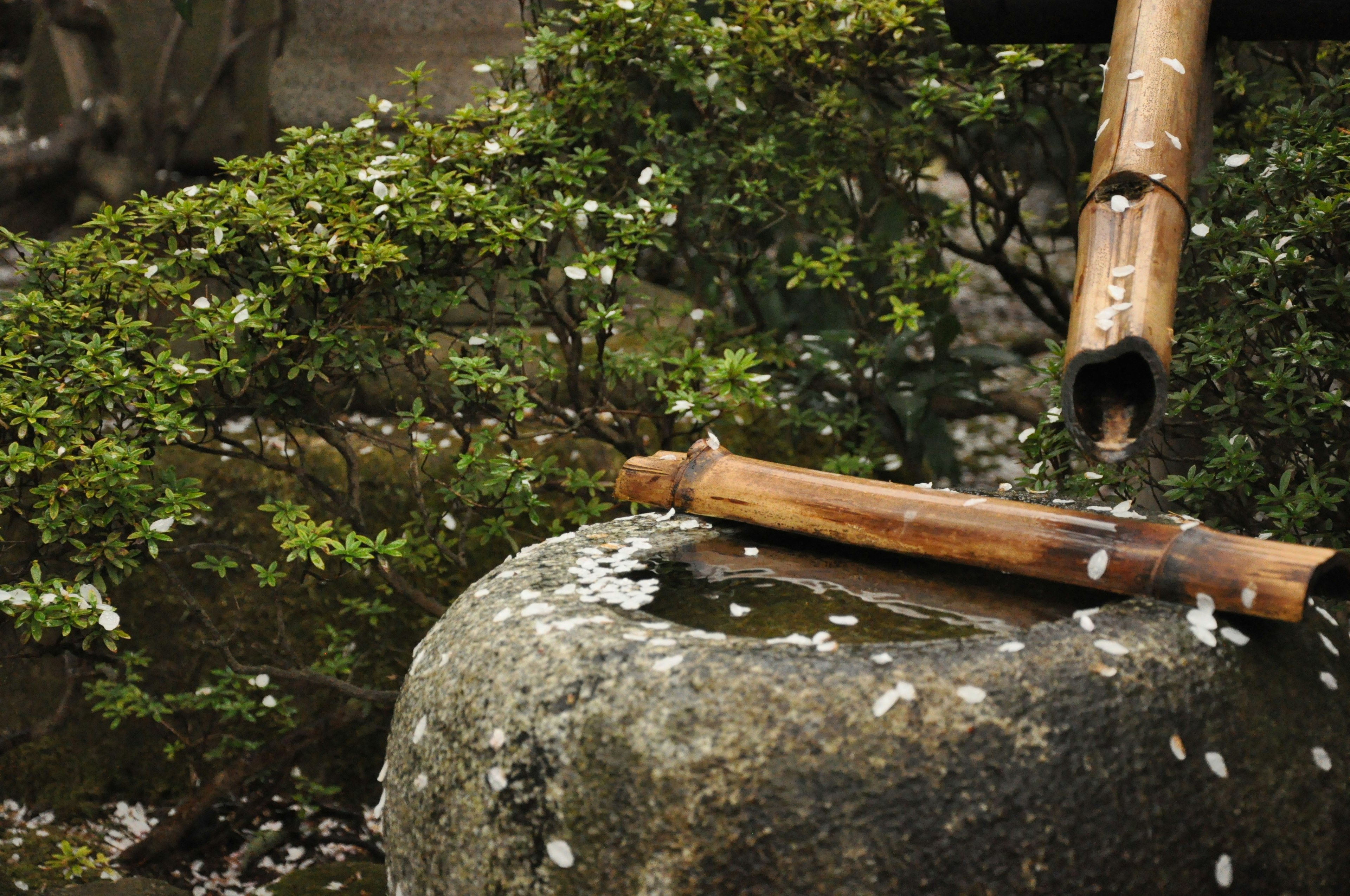 Bamboo water feature with scattered flower petals in a garden